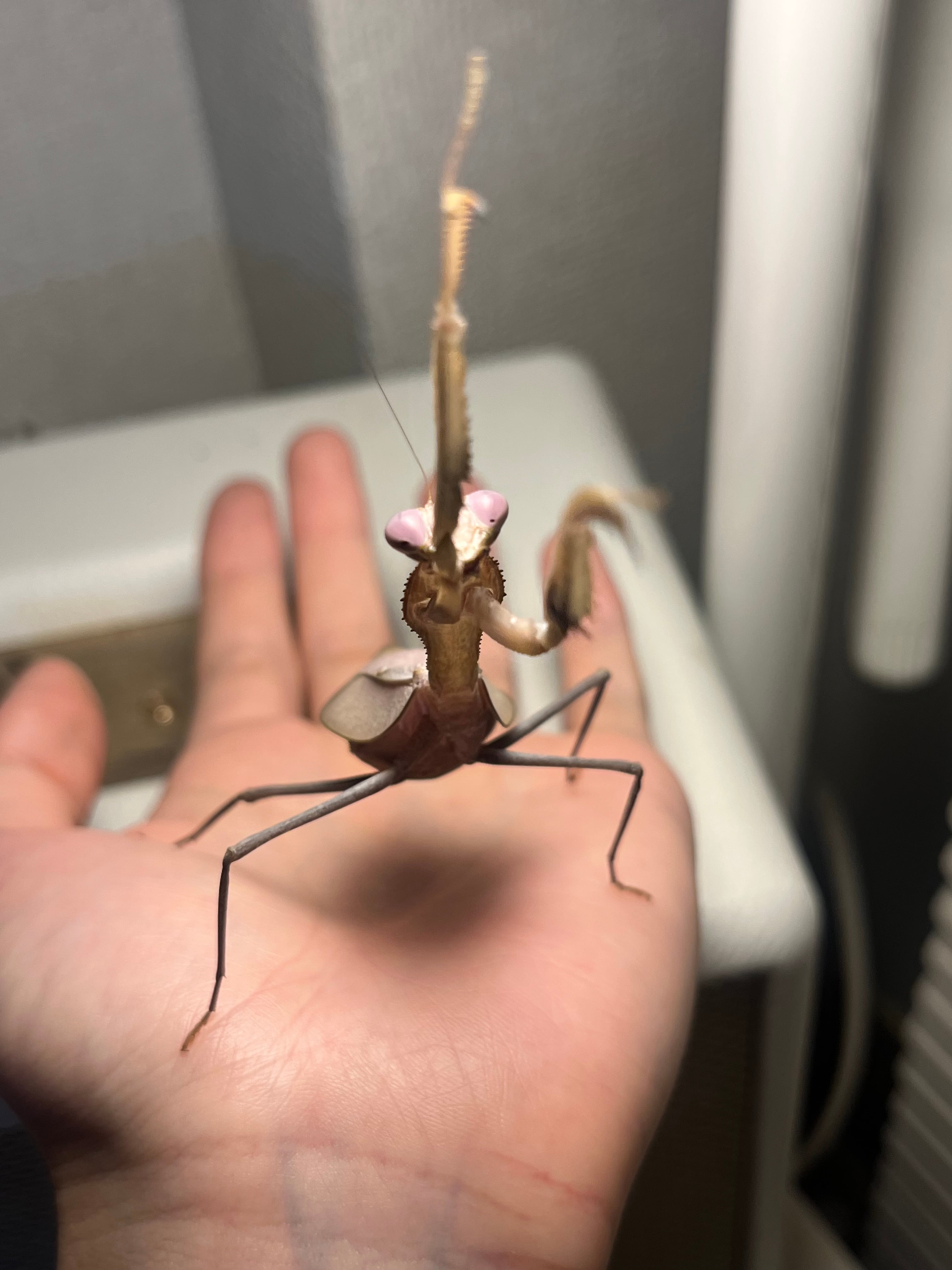 極美藤紫】コンゴグリーンマンティス生体成体♀ カマキリ いきもの大