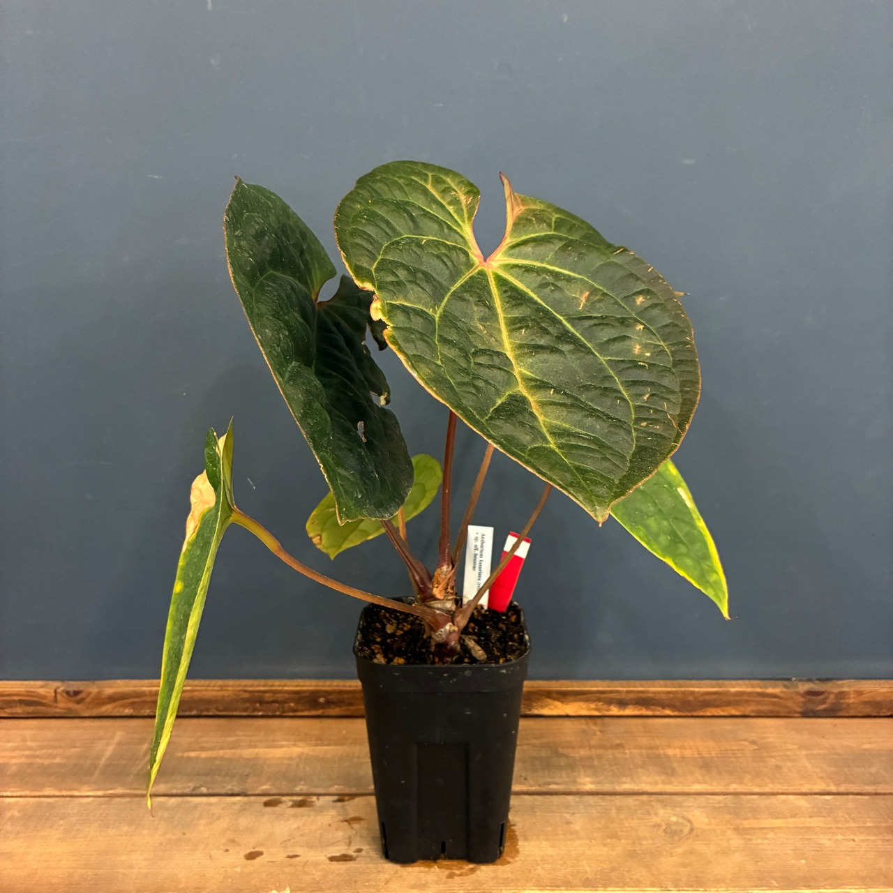 【クリアランスセール対象商品】アンスリウム　luxurians(red) × sp. aff. besseae【69】