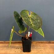 【クリアランスセール対象商品】アンスリウム　luxurians(red) × sp. aff. besseae【69】