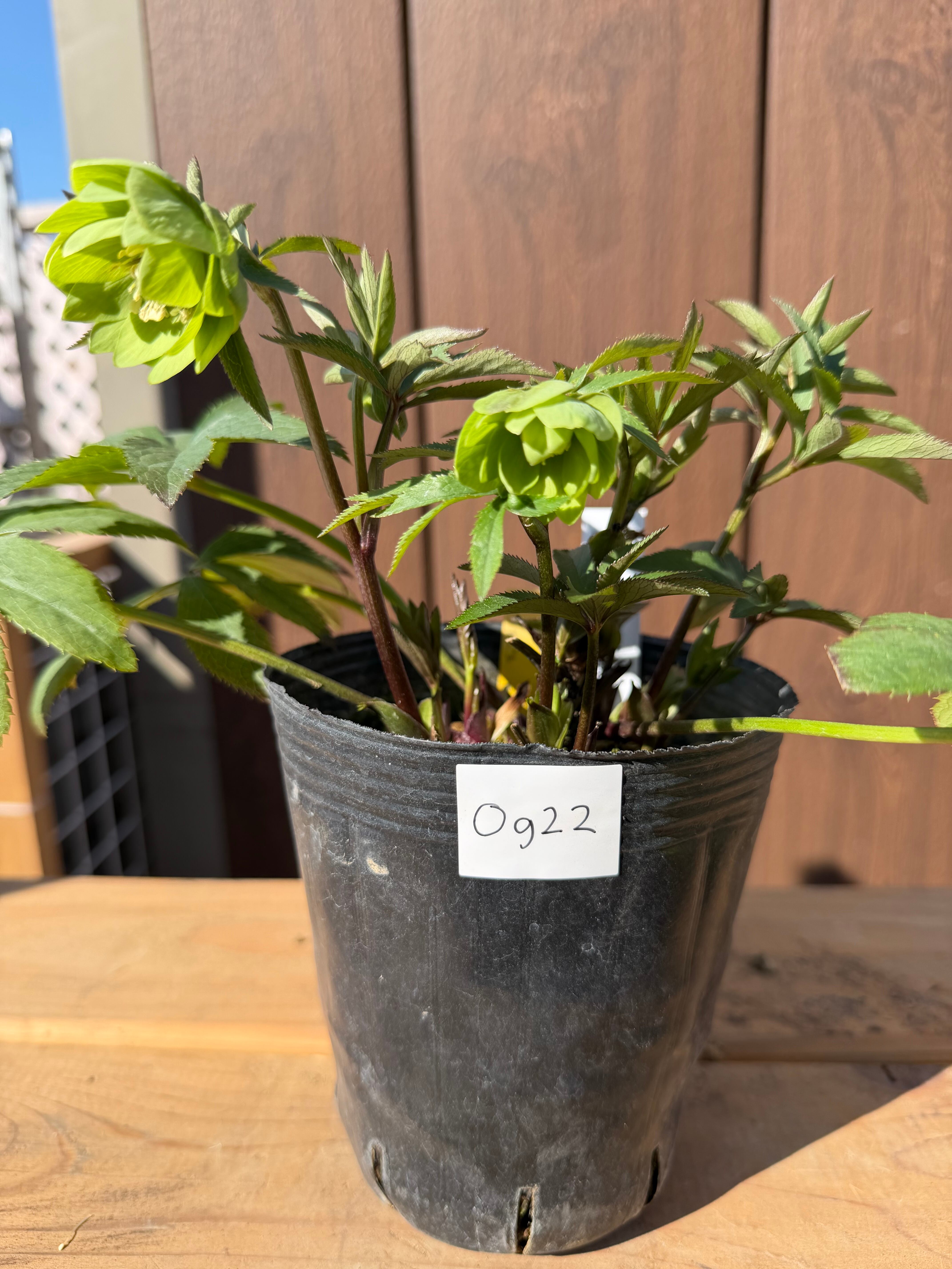 デュメ系dd 大木ナーサリー クリスマスローズ【Og22】送料無料