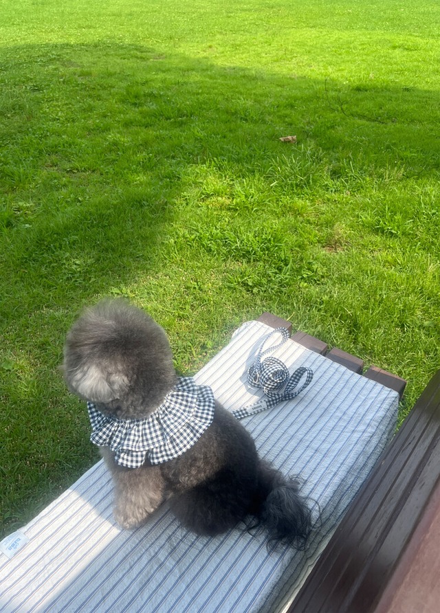 〈即納アイテム〉OHDIBS / capeness no.4  leash _ Cream Dot