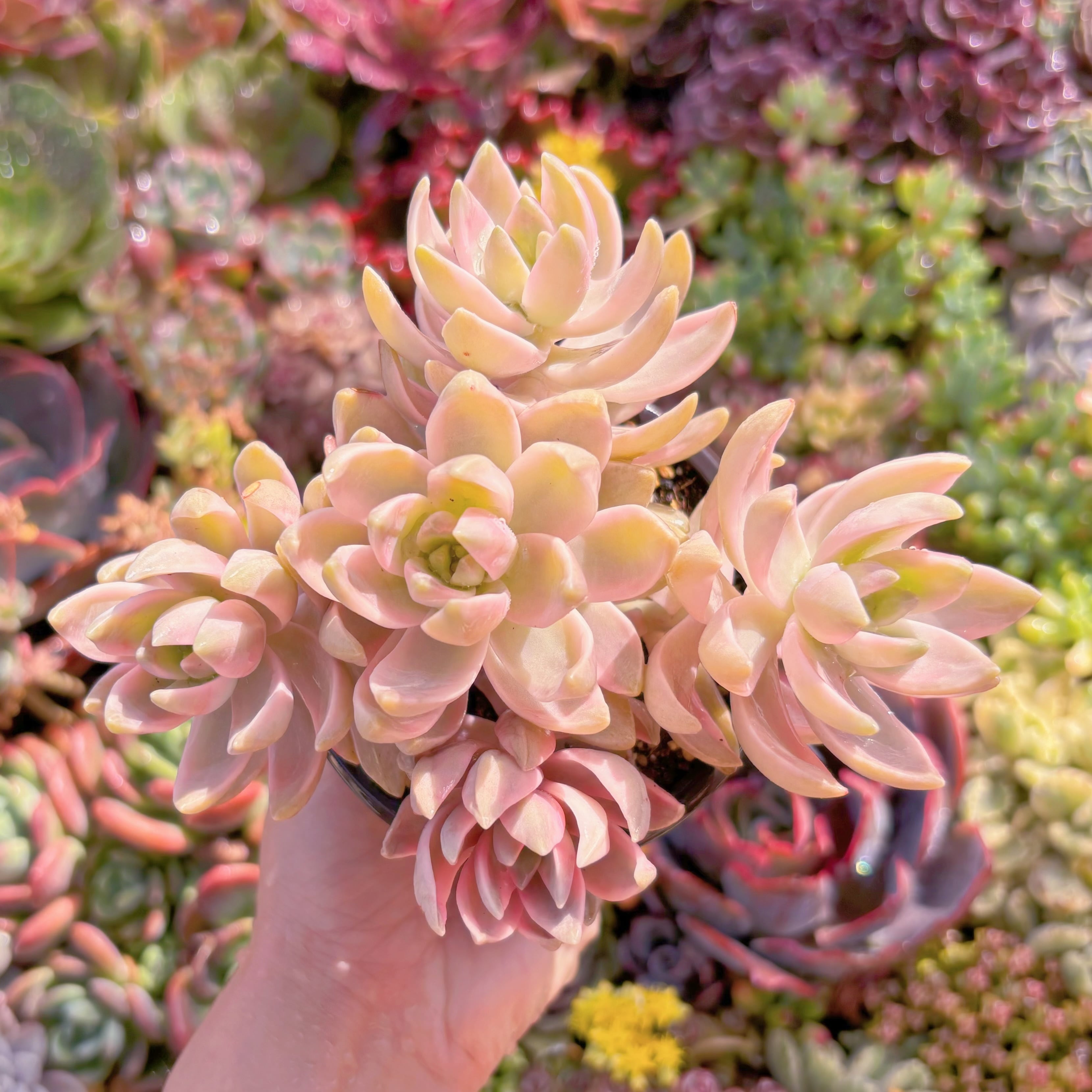 現品　淡羽錦#M284　群生　るる農園