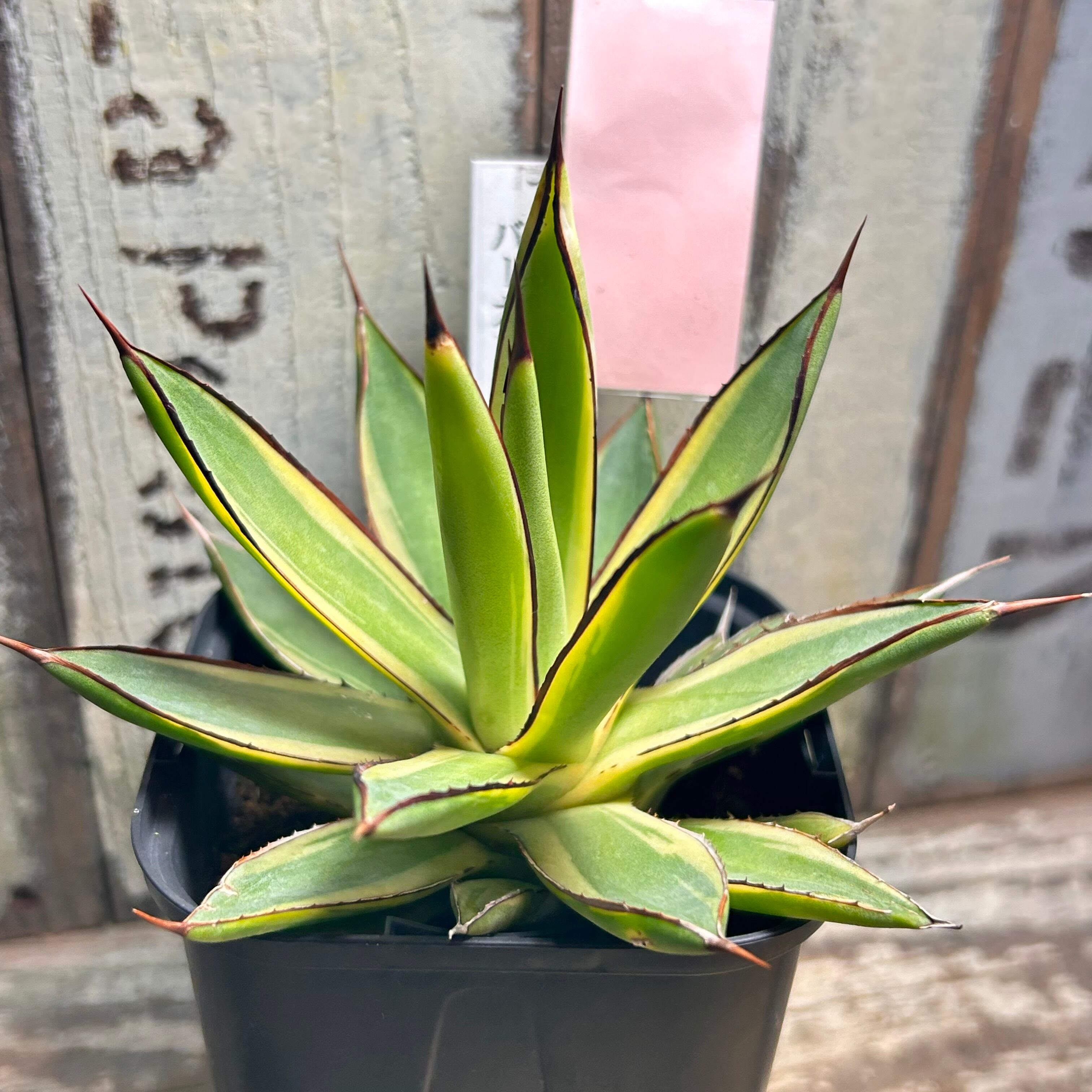 H)アガベ バーント バーガンディ錦 | RuPo 多肉植物専門店