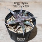 【抜き苗送料無料】'Mercury' x BBB〔ディッキア〕現品発送D0393