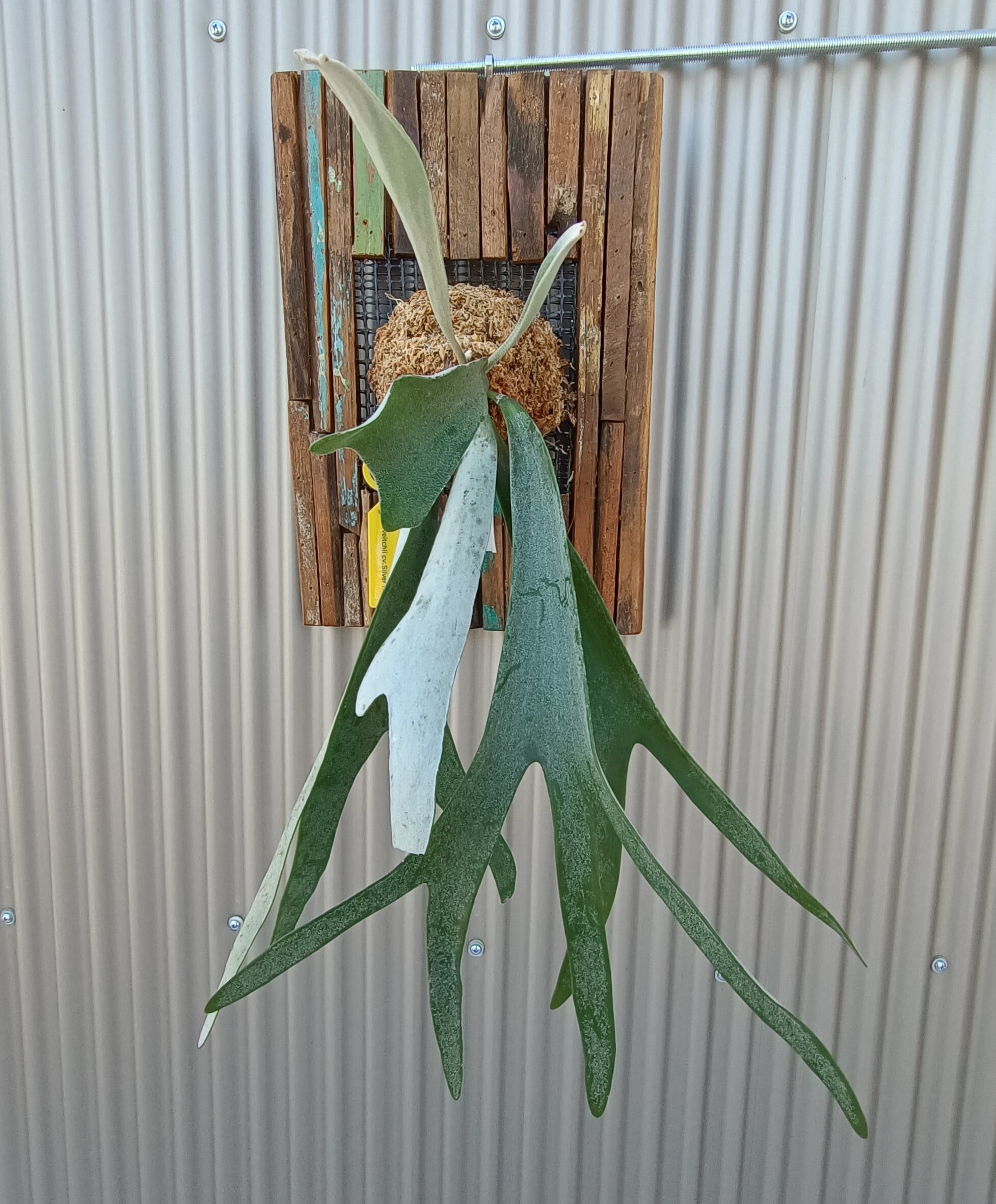 P.veitchii 'Pedro' Tatsuta ビカクシダ OC 03 ビカクシダ P.veitchii