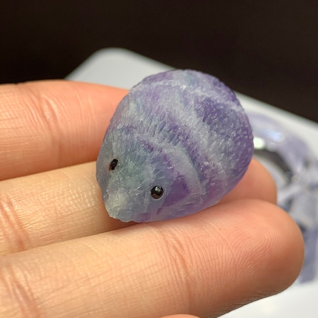 20可愛い顔したフローライトハリネズミさん