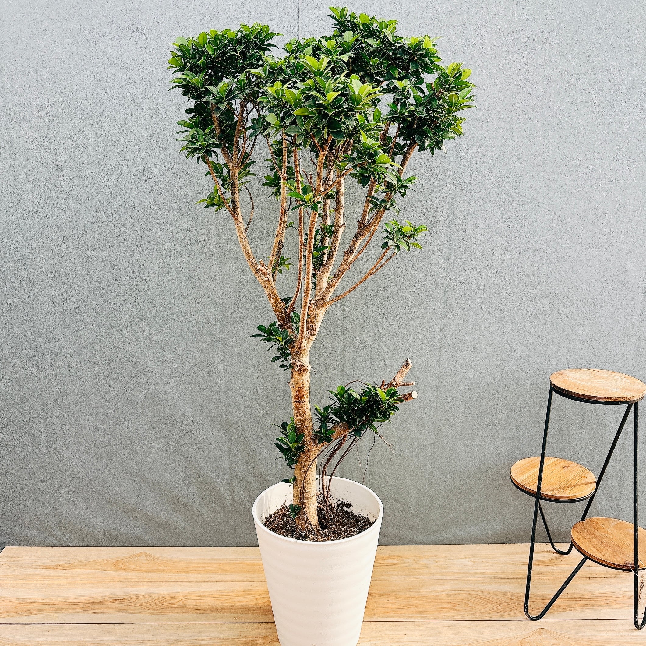 ［現品］【希少】1番　ドラセナ ドラコ　竜血樹　8号　観葉植物　レア　室内　大型 現品］【希少】1番 ドラセナ ドラコ 竜血樹 8号 観葉植物 レア 室内