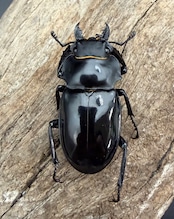 【WD】《インターメディアツヤクワガタ ネグロス島産 94.5mm ペア》