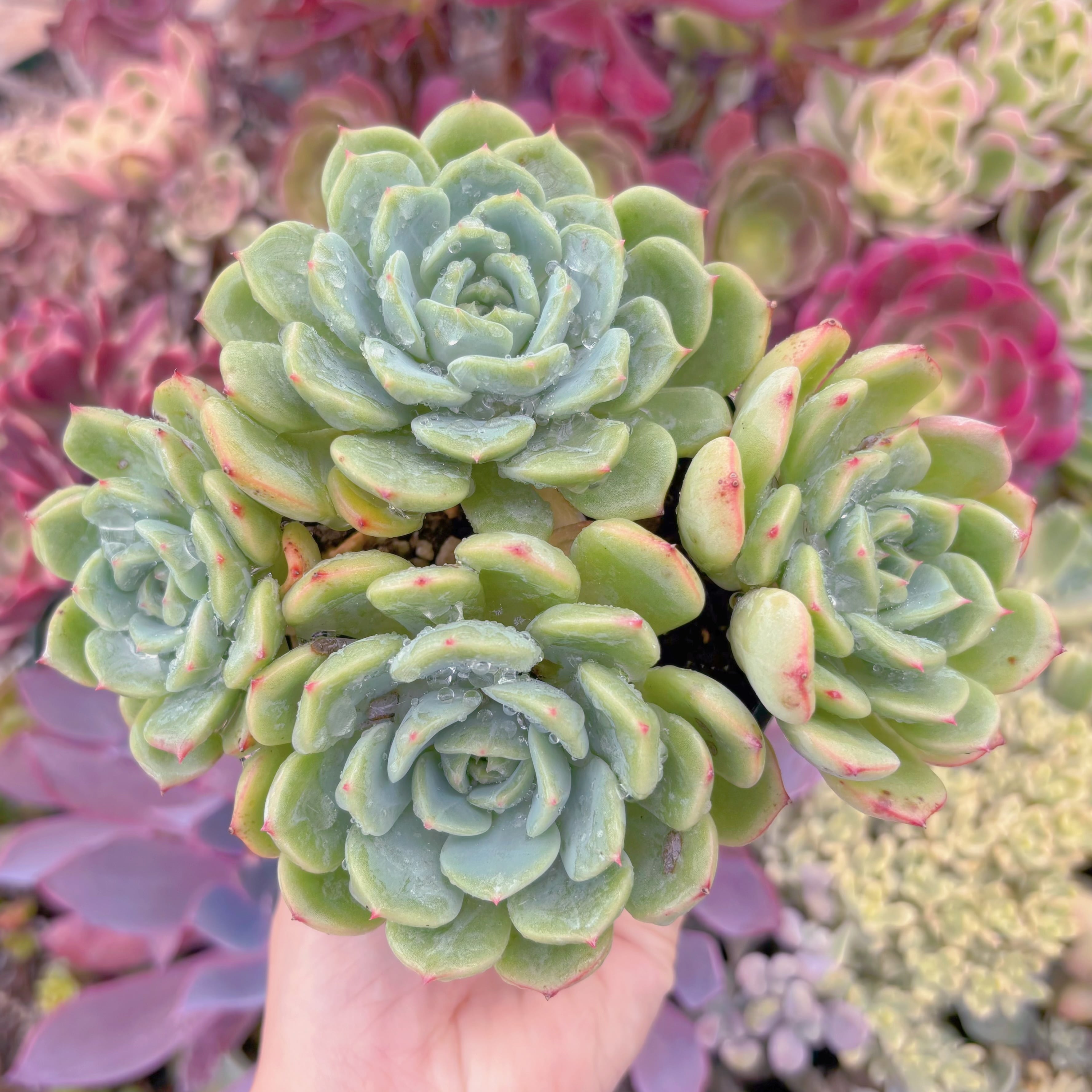 現品　サーモン#705　群生　るる農園