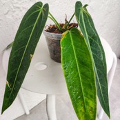 アンスリウム ワロクアーナム / Anthurium warocqueanum④