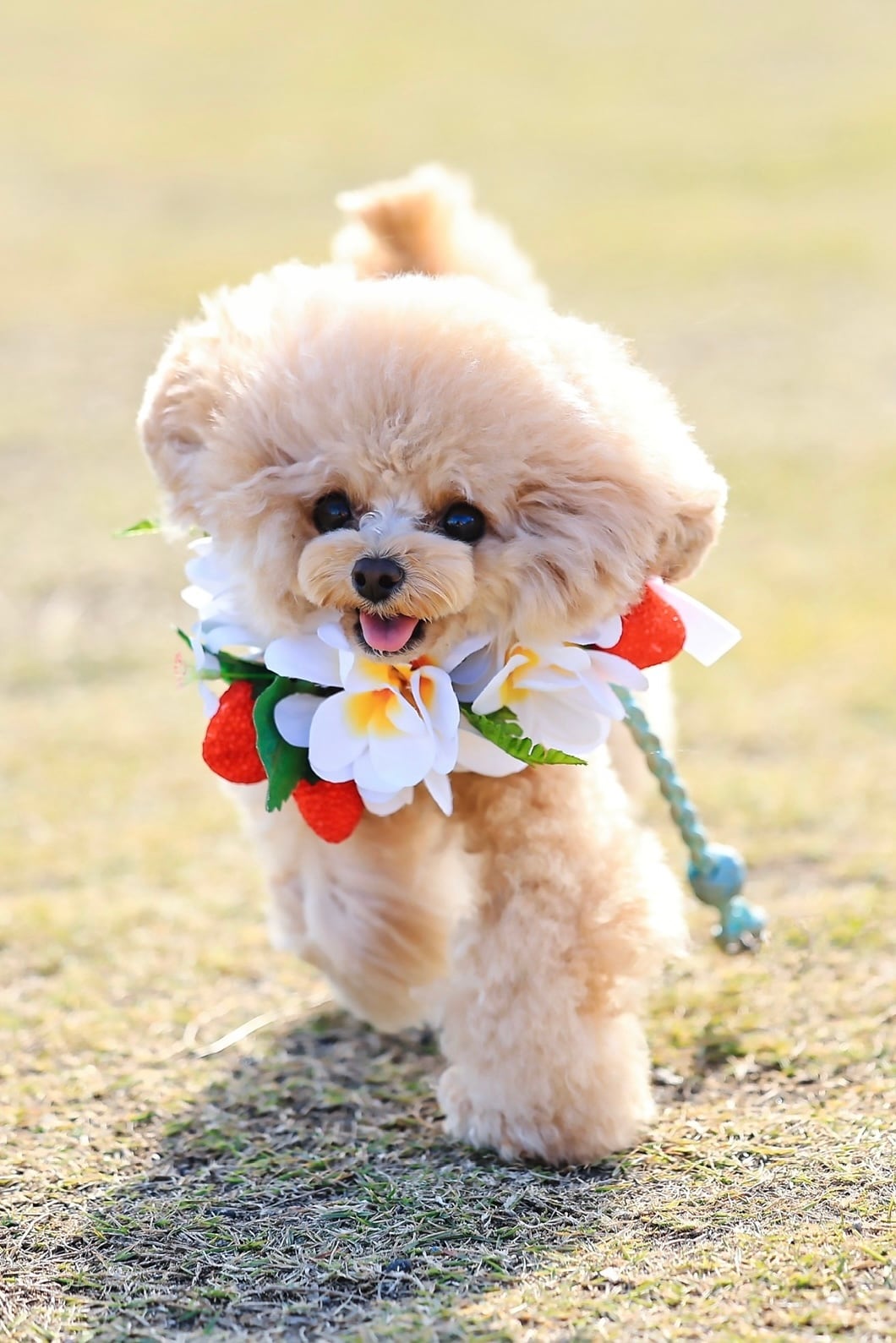 ストロベリーパーティー