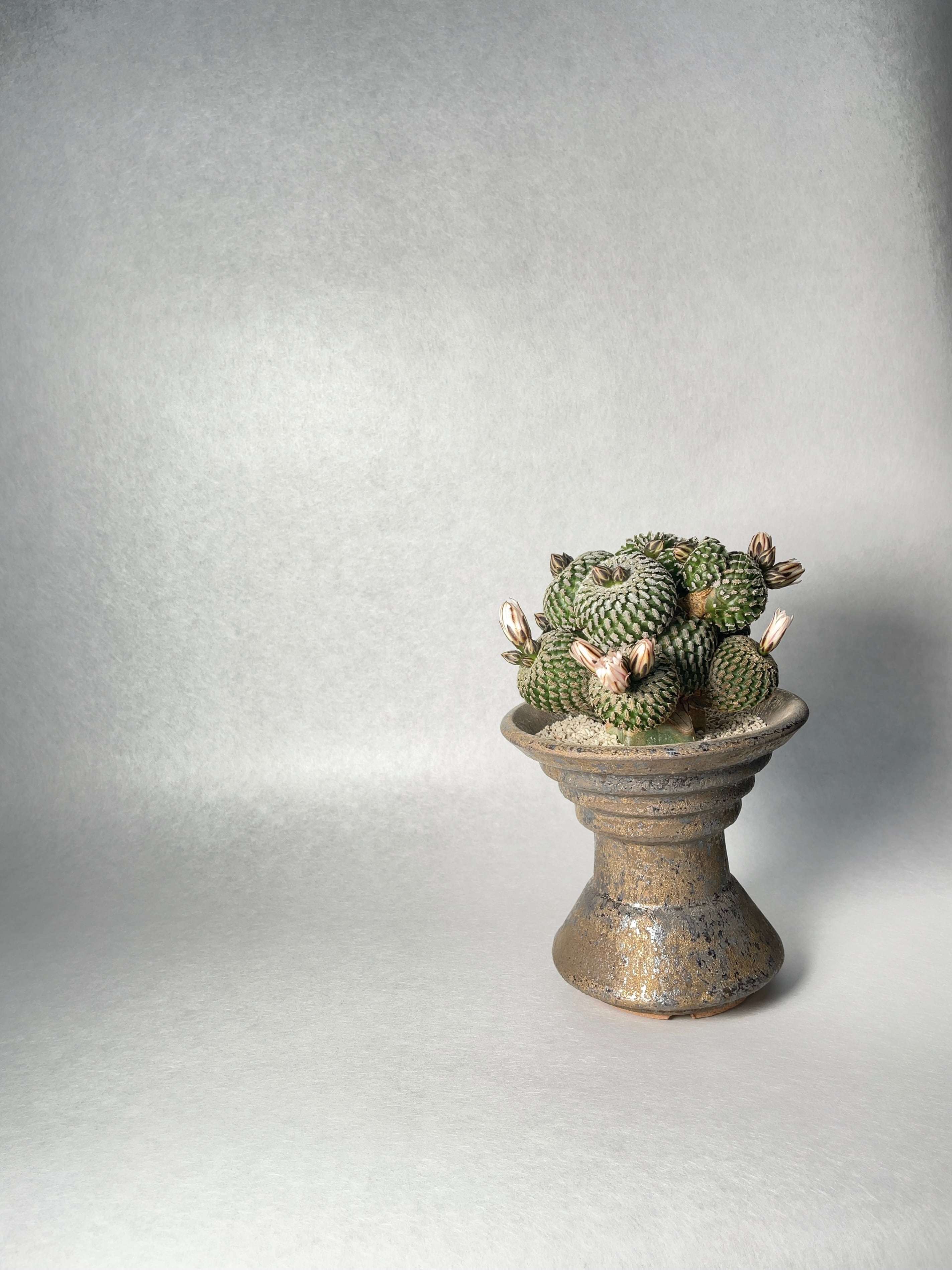 ツルビニカルプス・精巧殿 | trigger