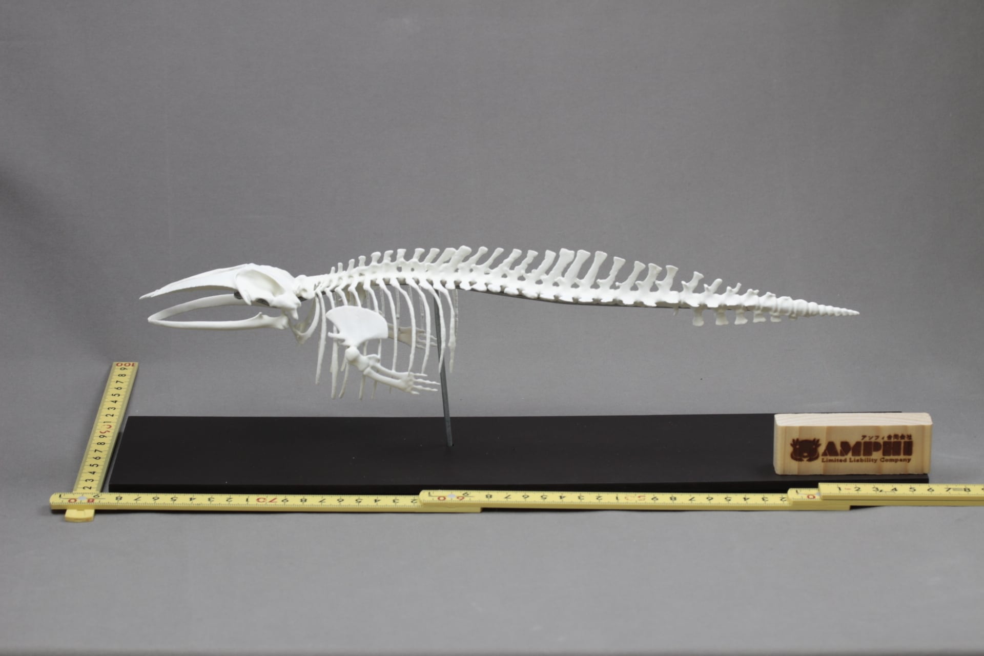 ミンククジラ 全身骨格レプリカ 40cm | アンフィ合同会社