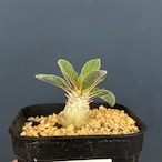 パキポディウム ナマクアナム 光堂【939】