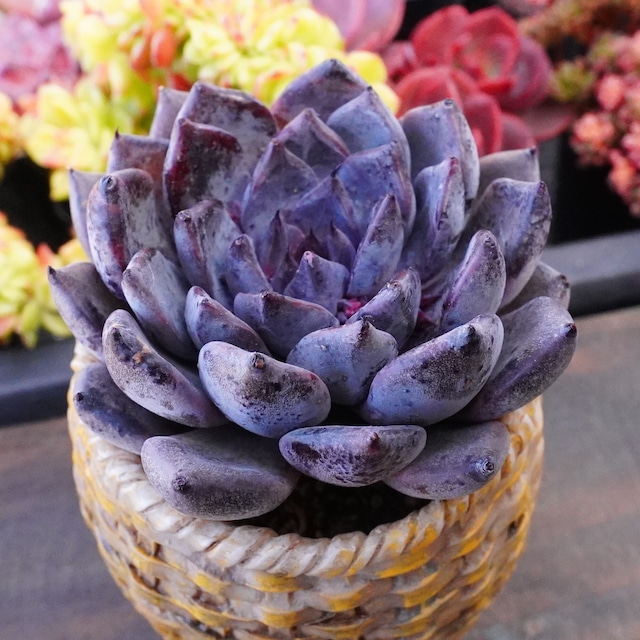 【ブラックザラゴーサ 1】エケベリア　韓国多肉　成長が楽しみ