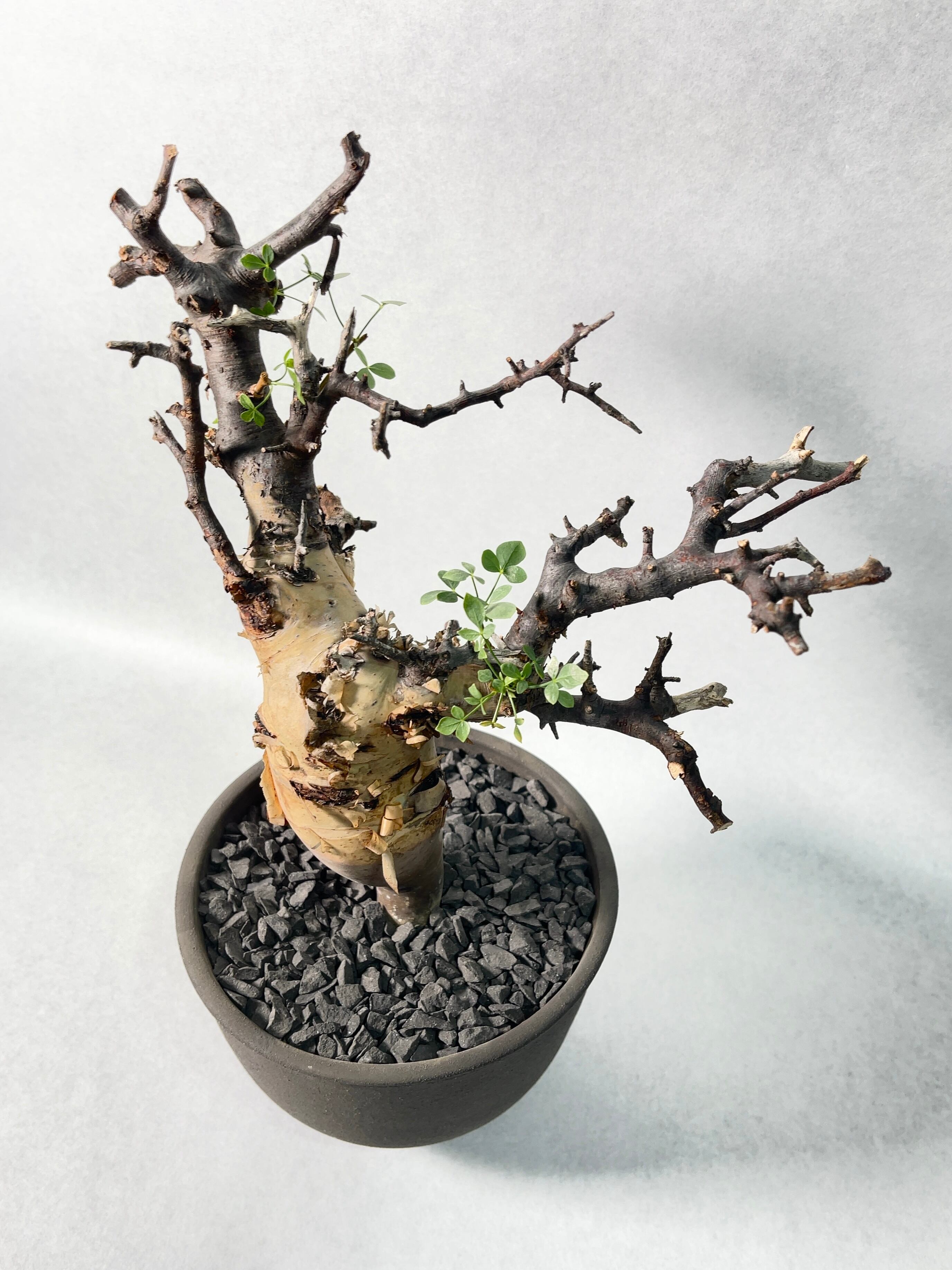 コミフォラ・カタフ(ピュアカタフ) | trigger