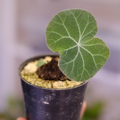 Stephania kaweesakii / ステファニア カウィーサキー㊹/ 観葉植物