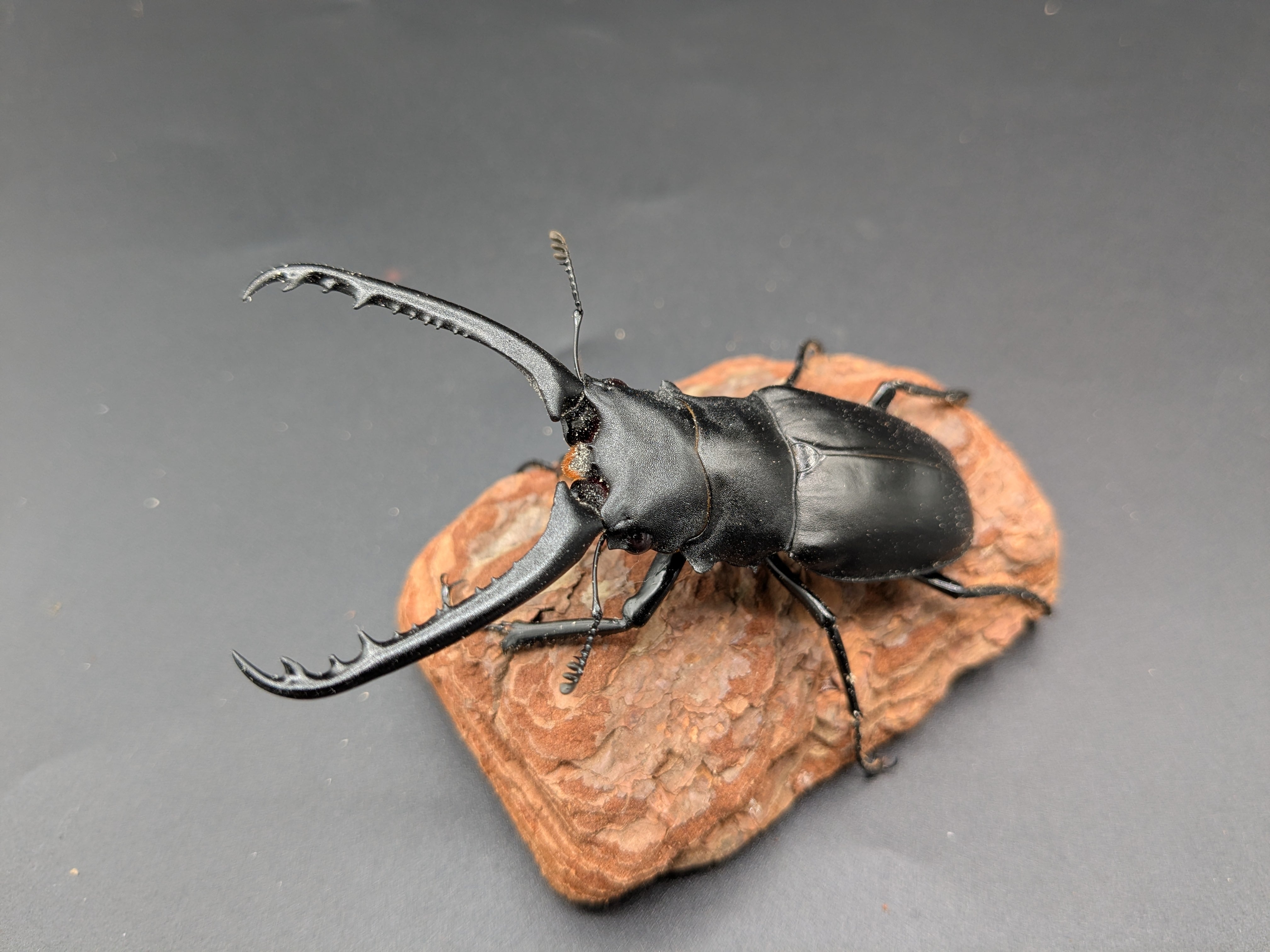 ギラファノコギリ ケイスケ ♂82mm♀フリー