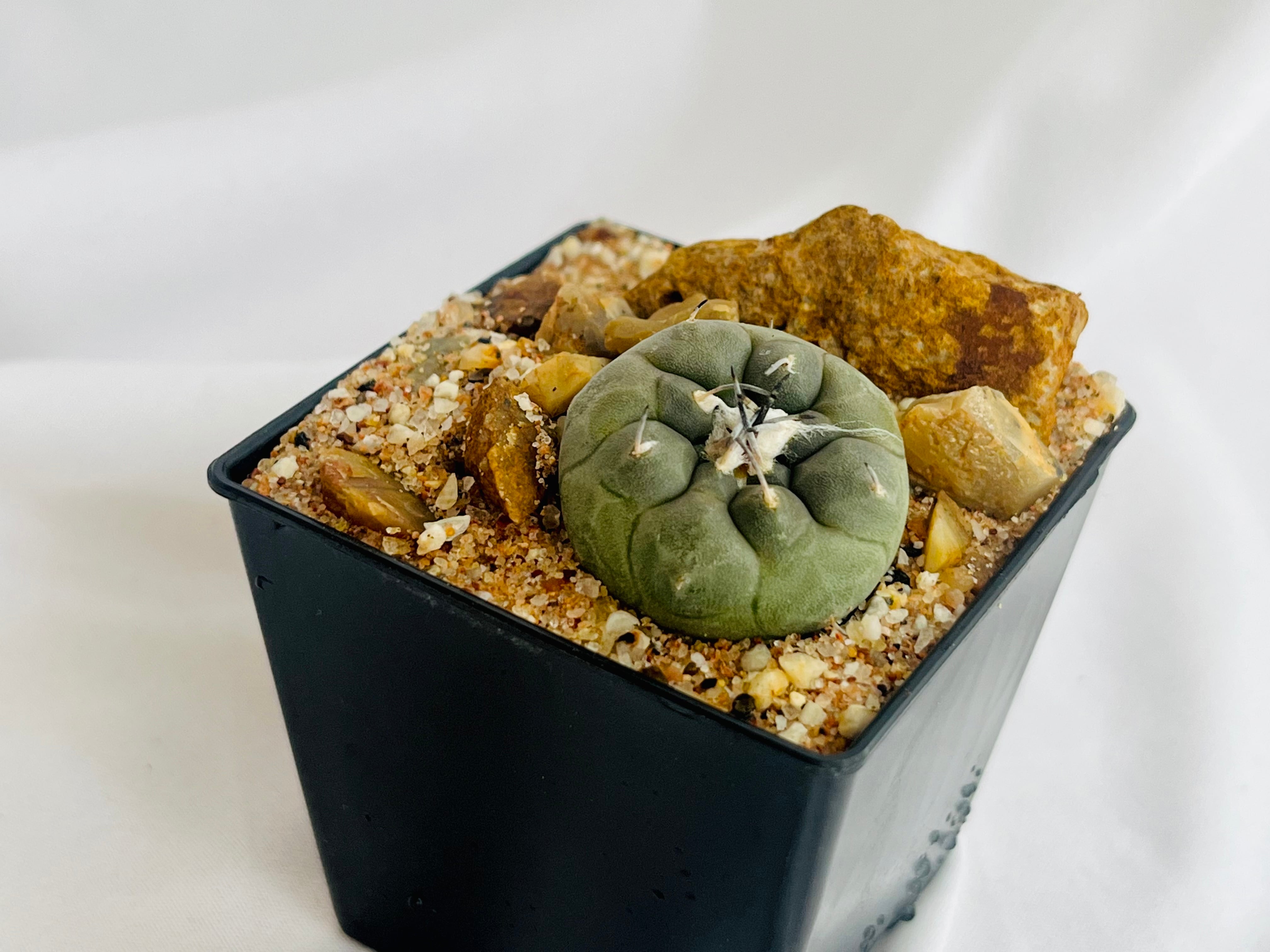 Turbinicarpus jauernigii ツルビニカルプス ハウエルニギー サボテン