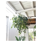 Cissus antarctica