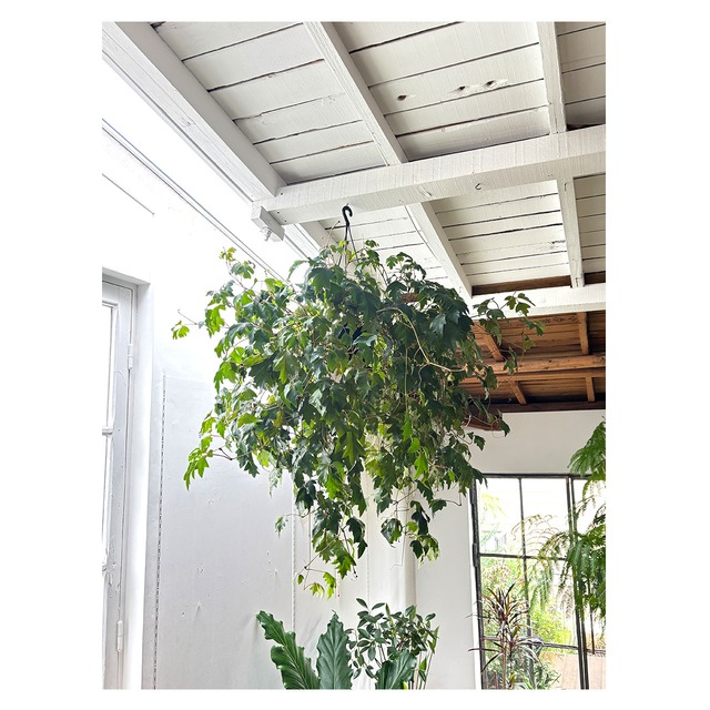 Cissus antarctica