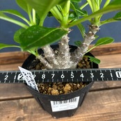 パキポディウム ウィンゾリー【120】