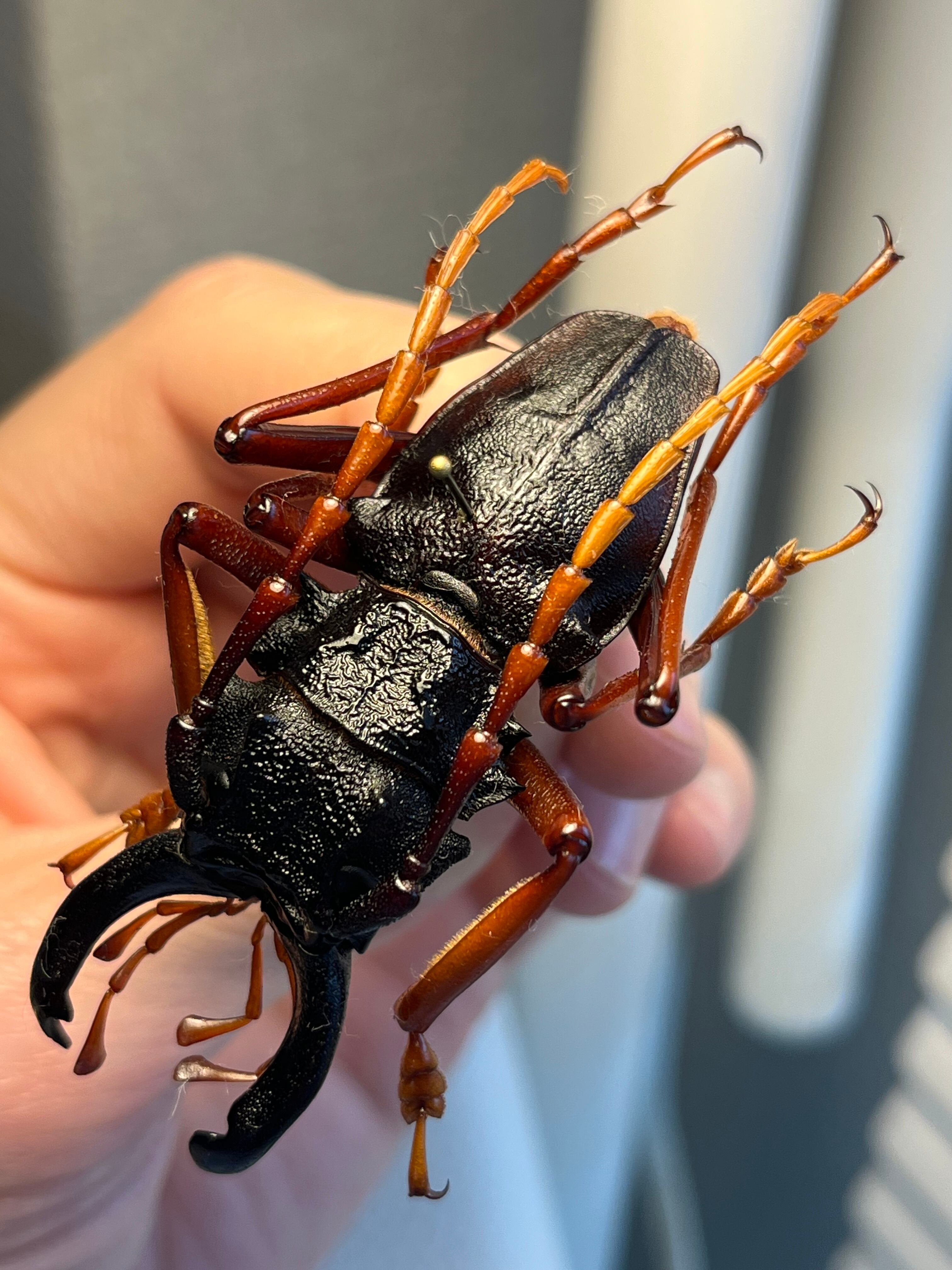 【美脚橙】カシクスオニノコギリカミキリ昆虫標本甲虫ハムシサソリタランチュラムカデ 美脚橙】カシクスオニノコギリカミキリ昆虫標本甲虫ハムシサソリ