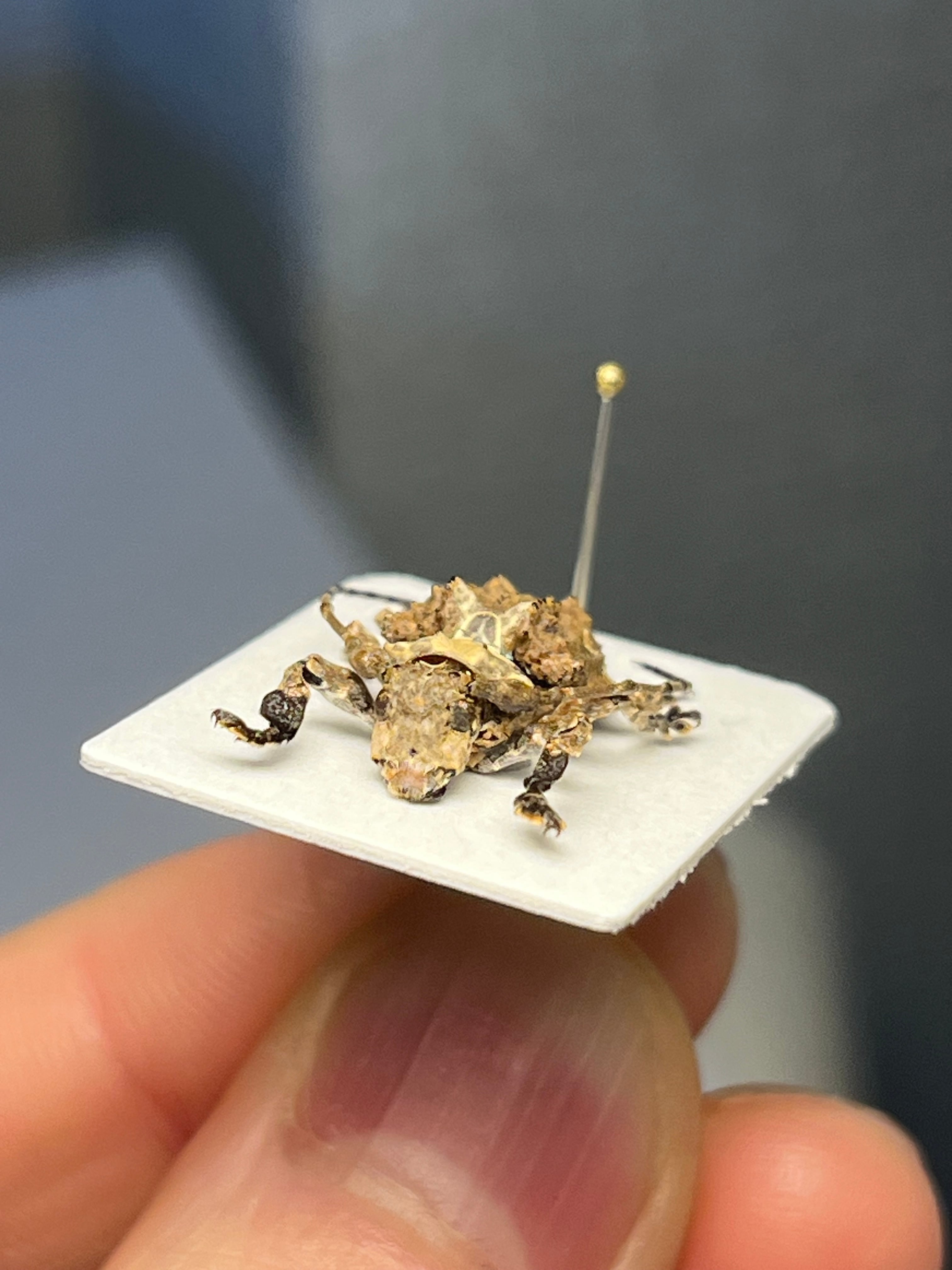 毒刺甲虫】サソリカミキリ 昆虫標本 Onychocerus scorpio ウスバ