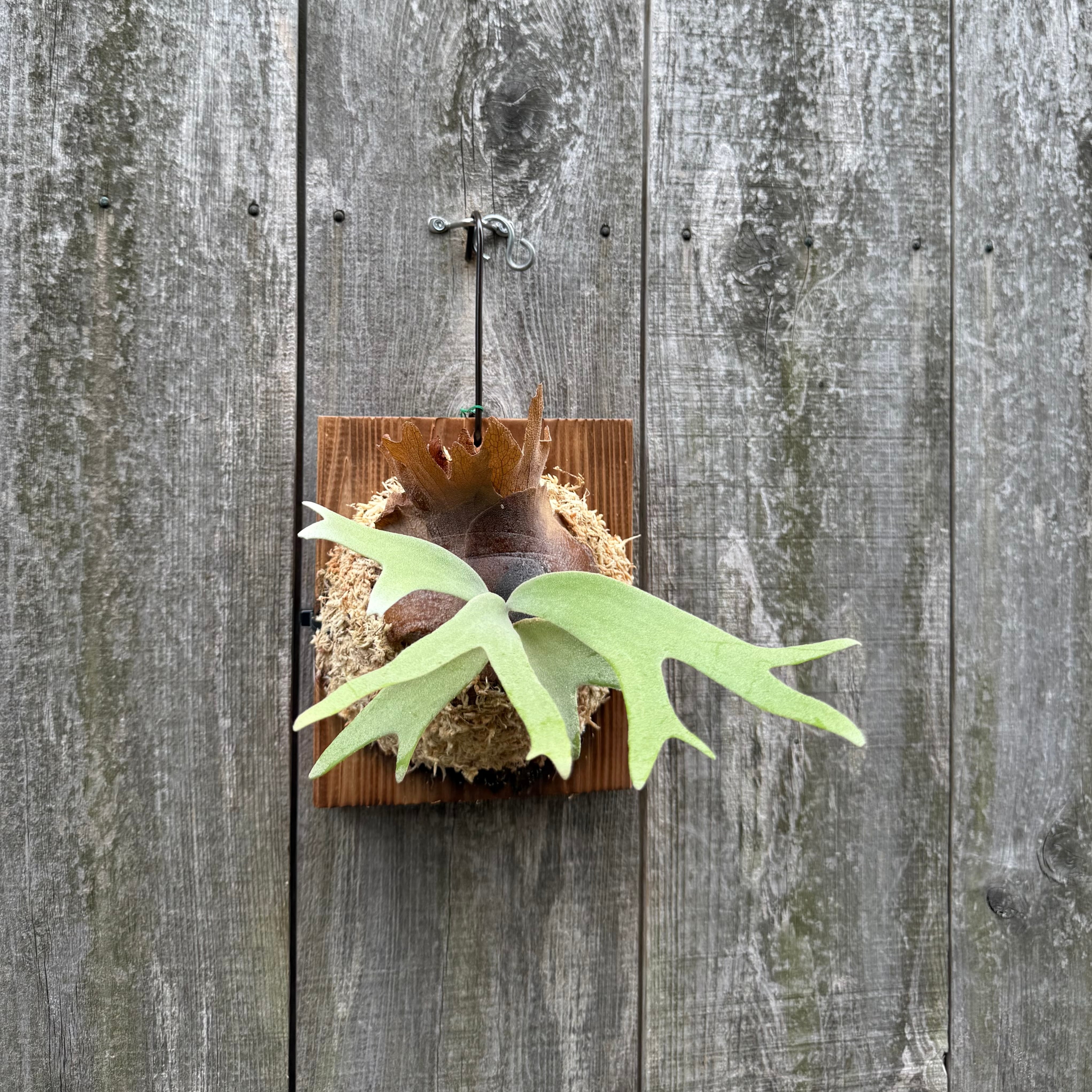 P. willinckii YAL (Mix Sporeling) | naturefix