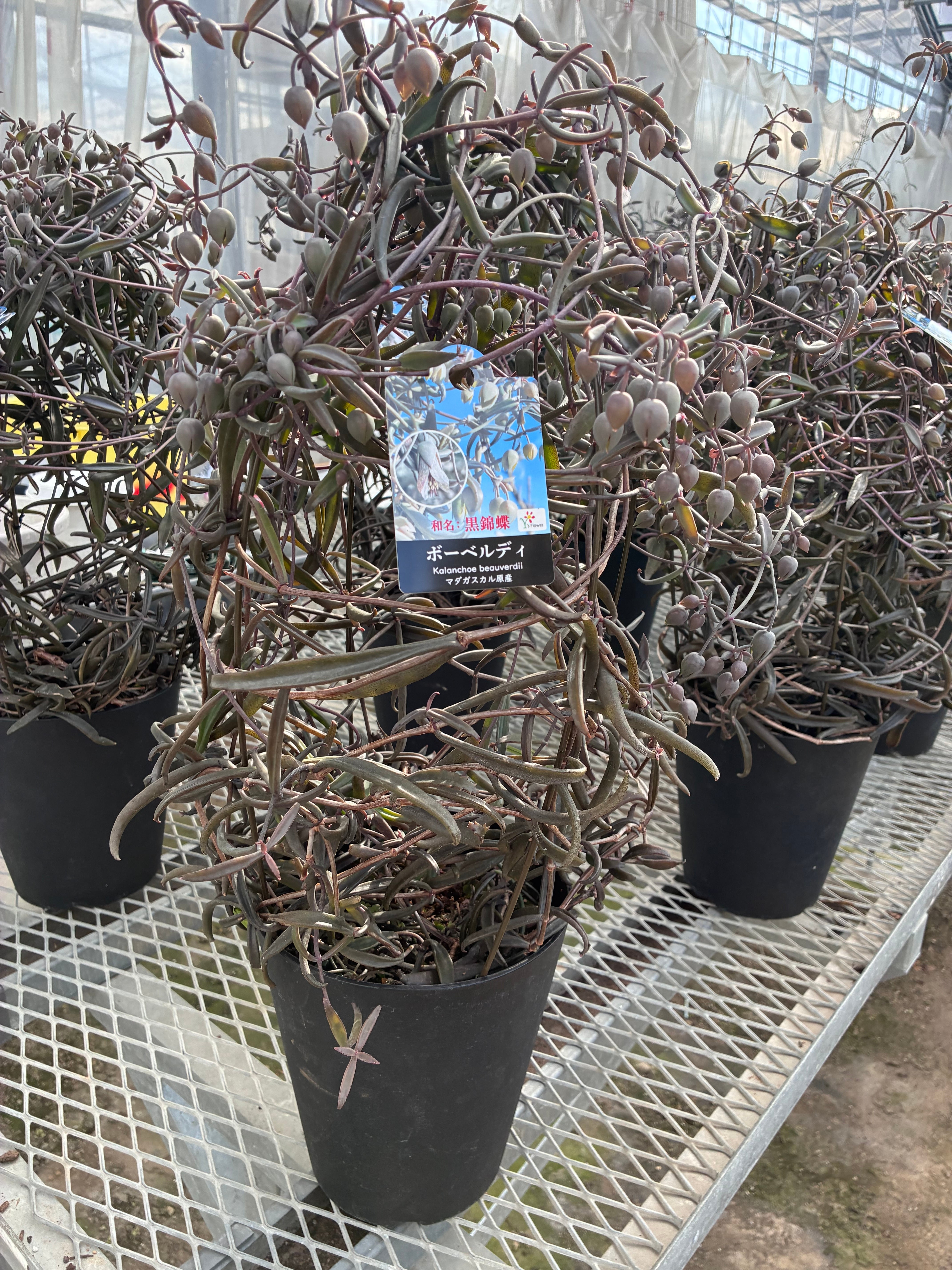 希少品種】カランコエ黒錦蝶6寸 | flowerbiz