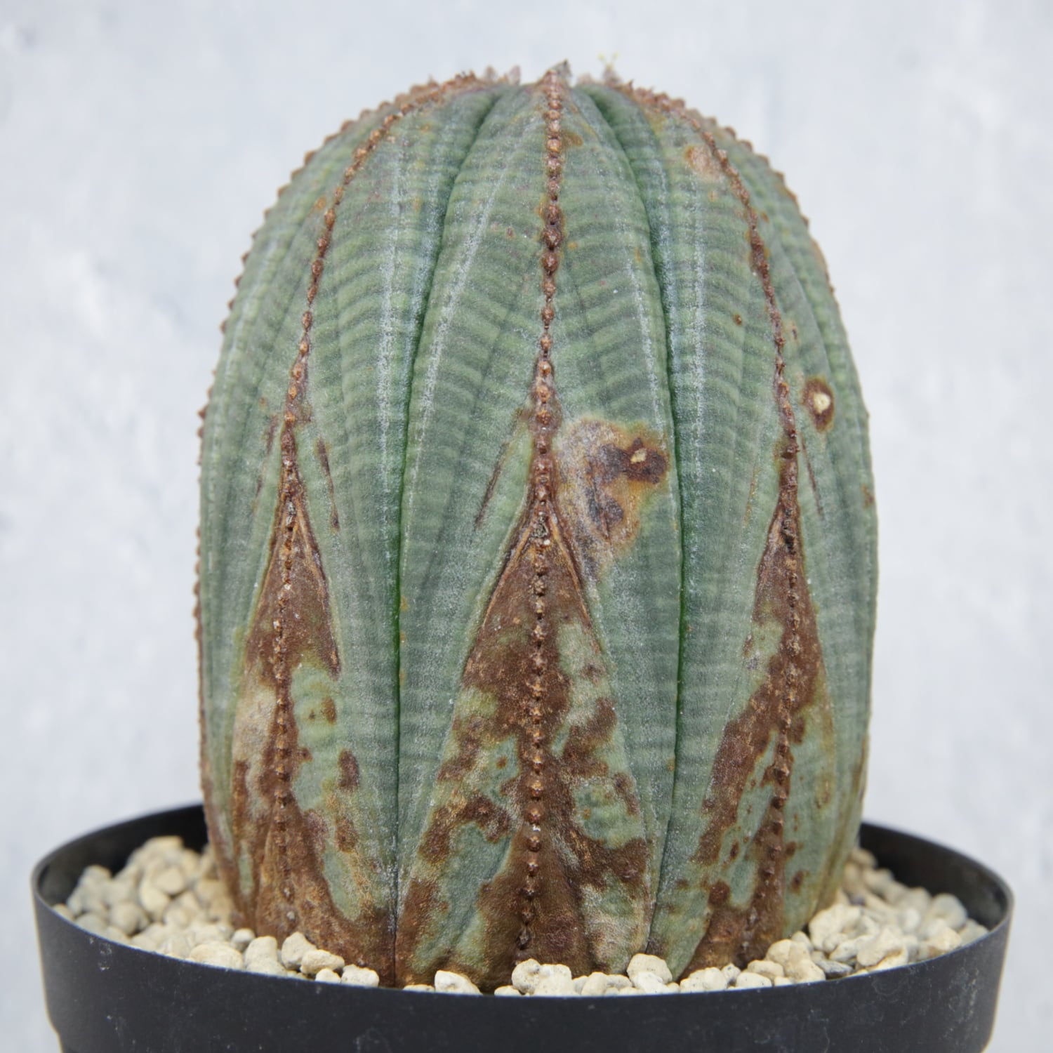 オベサ 木質化 抜き苗 RETAKE 木質化 オベサ / ユーフォルビア | LIGHTHOUSE.PLANTS - 海外