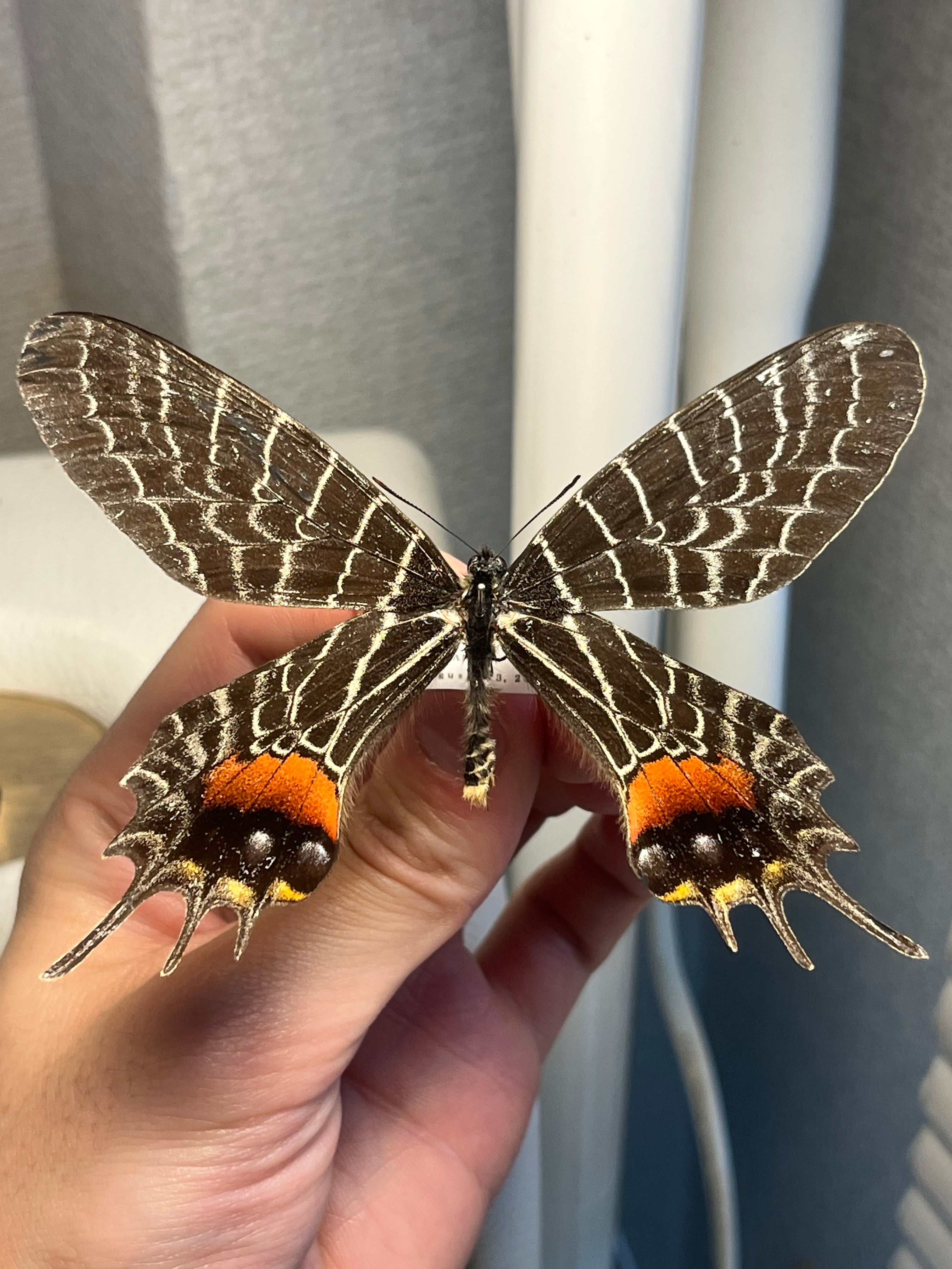 鶯黄金最高峰】キンモンウグイスコガネ 標本 スペクタビリスウグイス