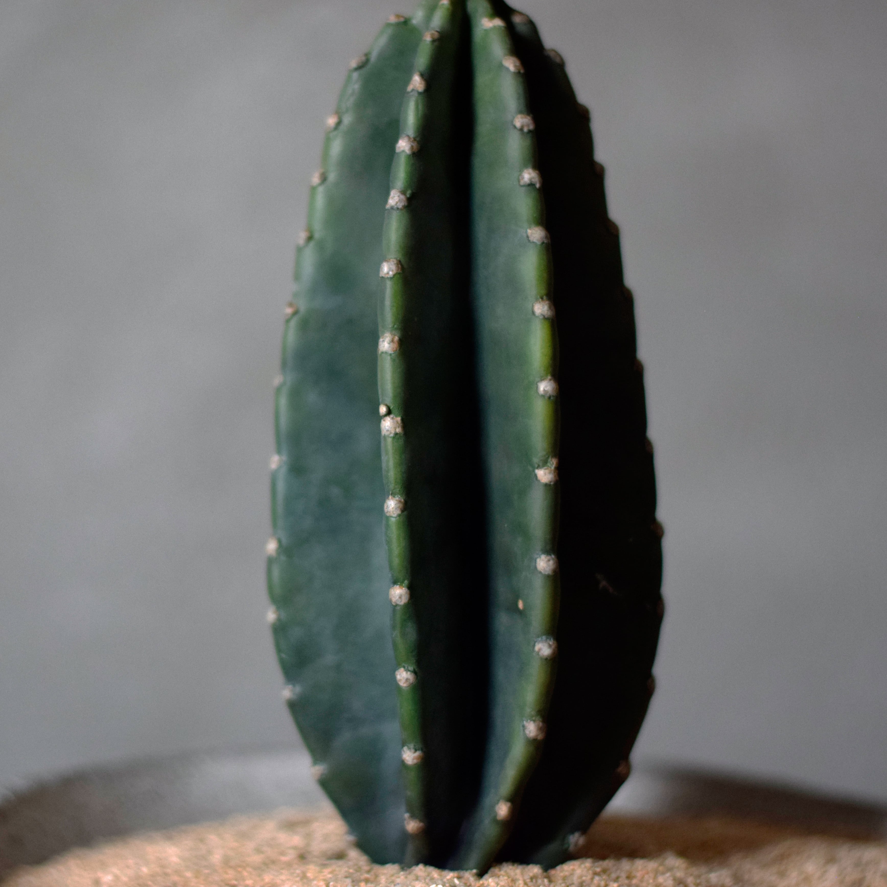 月の接木サボテン | echidna