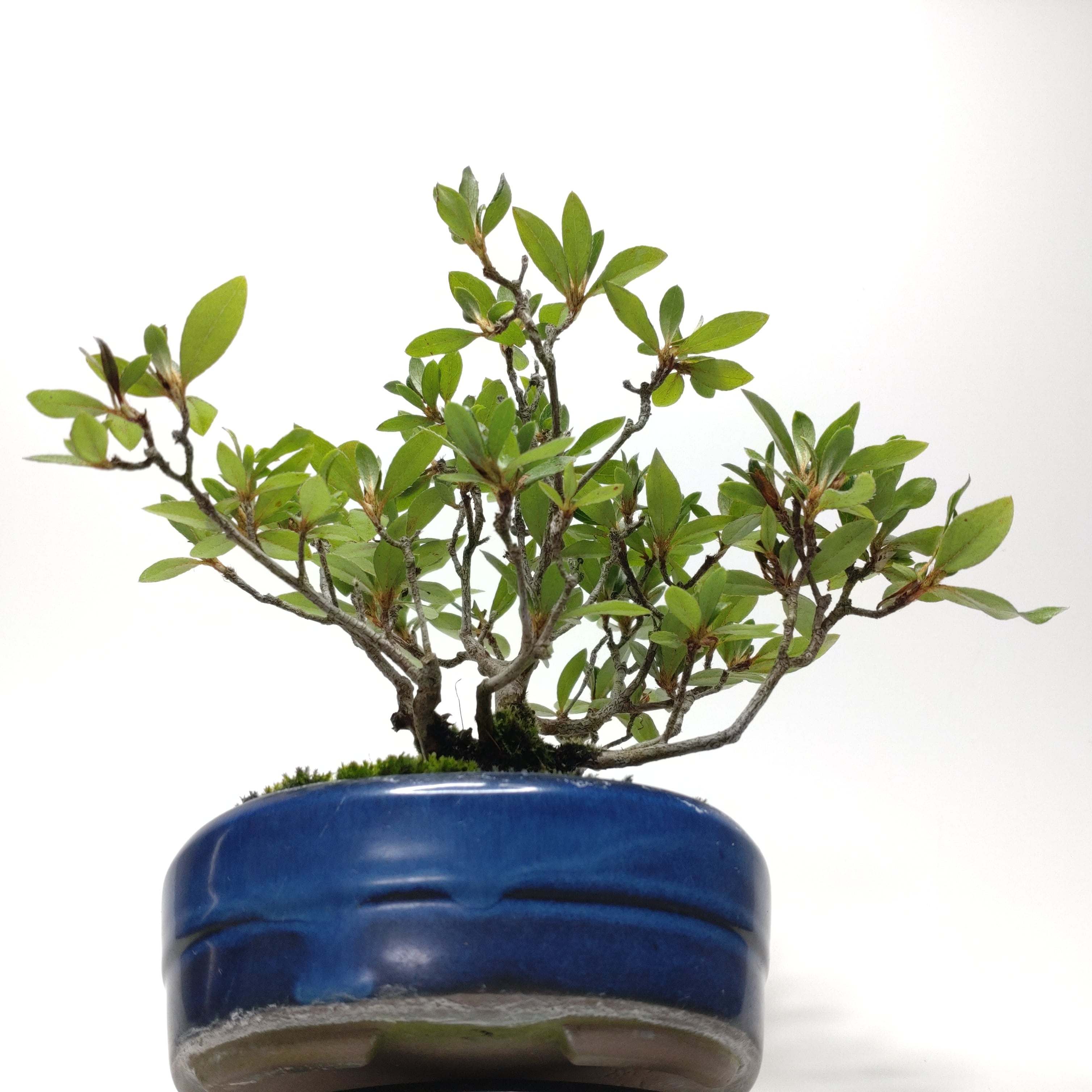 皐月（赤サツキ）盆栽 CS001 | 盆栽創【Bonsaisou】