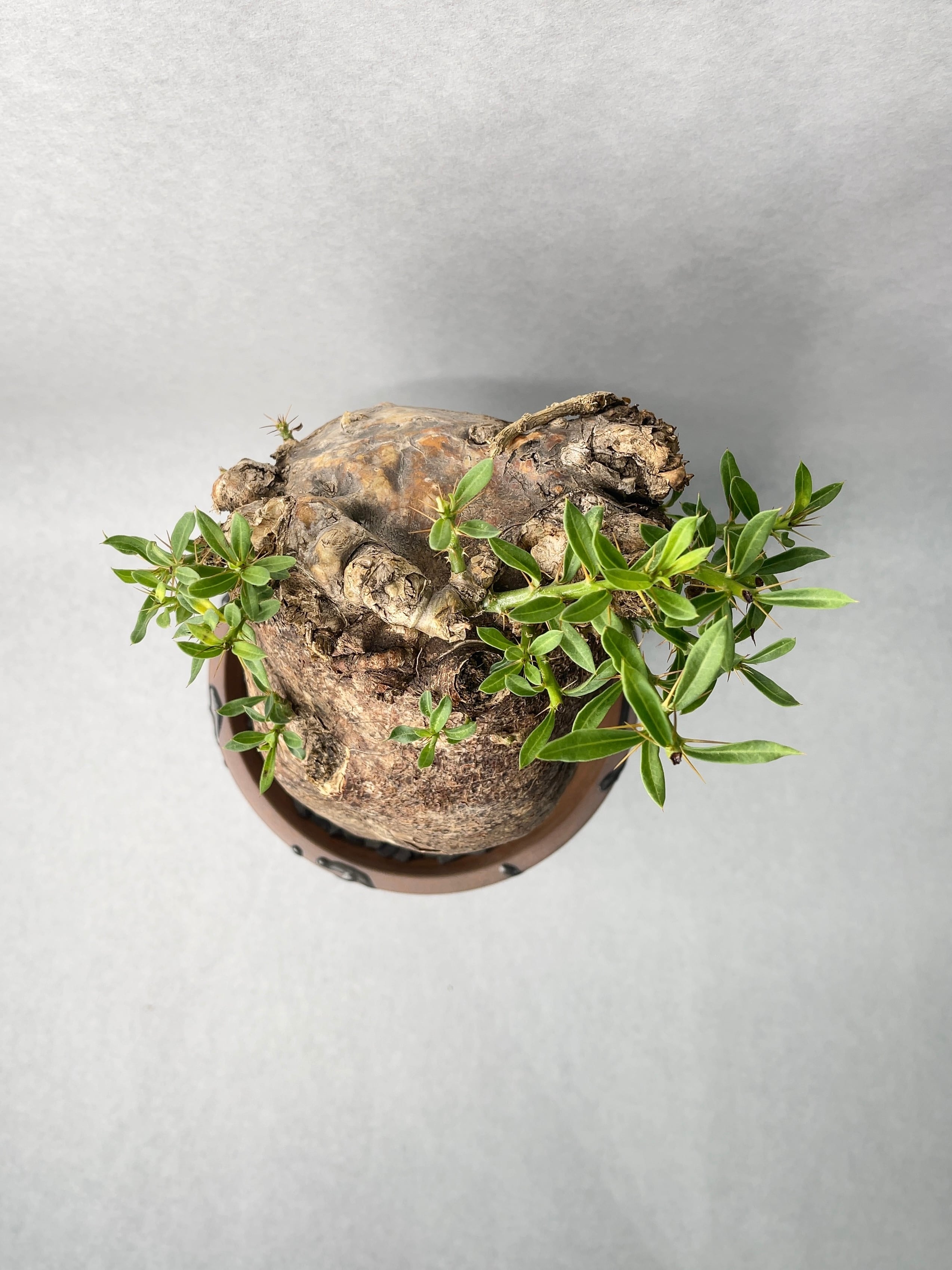 パキポディウム　ビスピノーサム　塊根植物 塊根植物【一点物】パキポディウム・ビスピノーサム / 幹幅約23cm×高さ