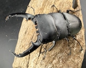 【WD】《パラワンオオヒラタ ガントン産 89mm ペア》