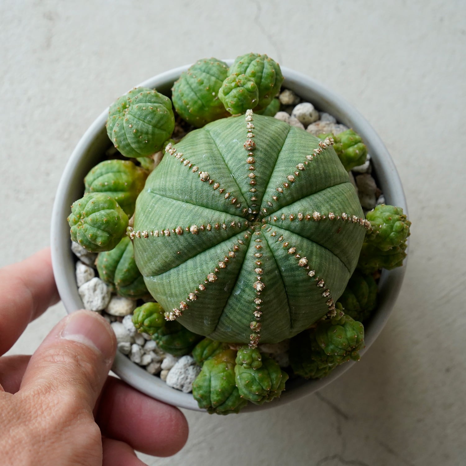 AYANAS（アヤナス）｜観葉植物のセレクトショップ・通販
