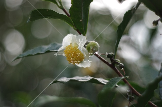 005 茶の花