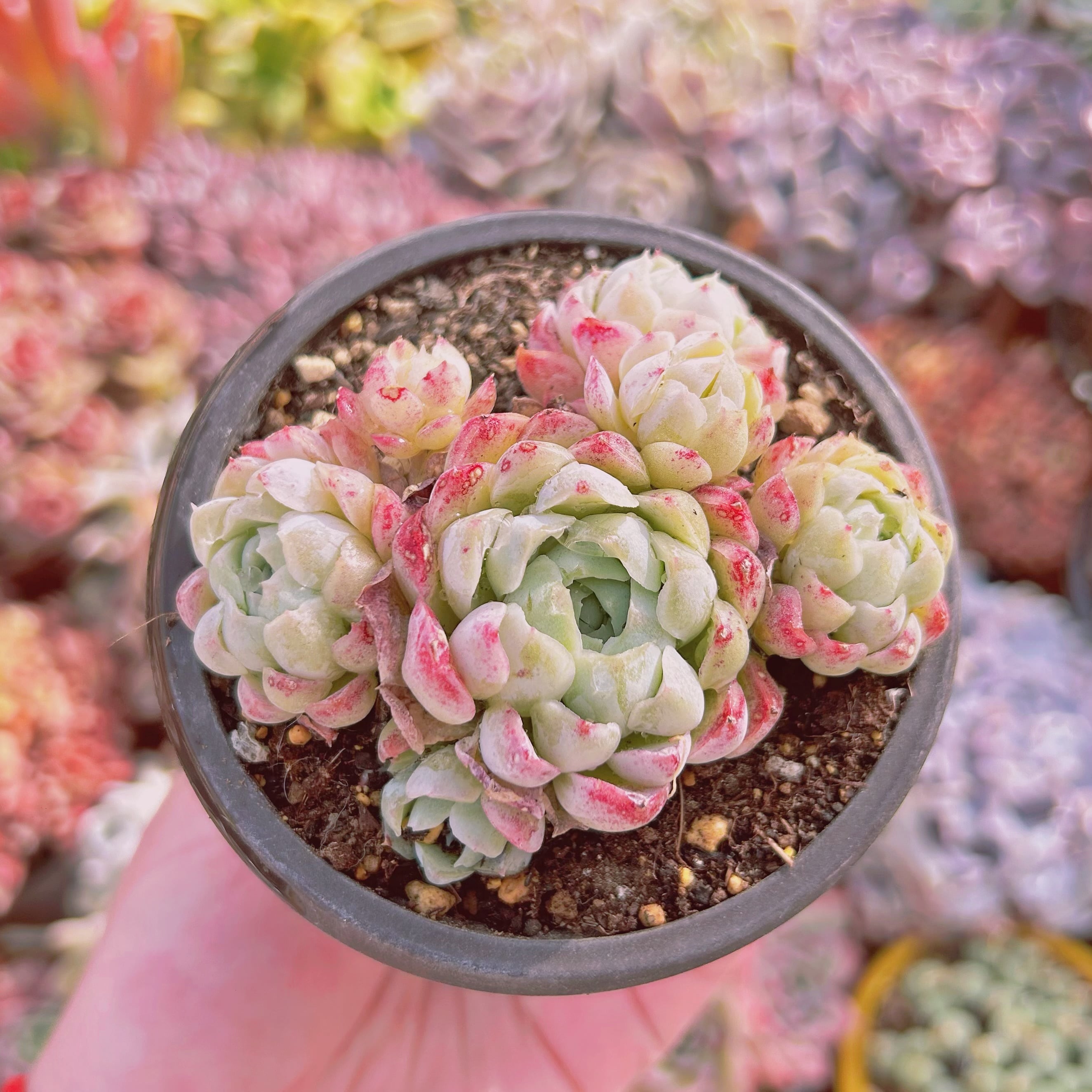 #794現物　多肉植物　新品種　スターボール　