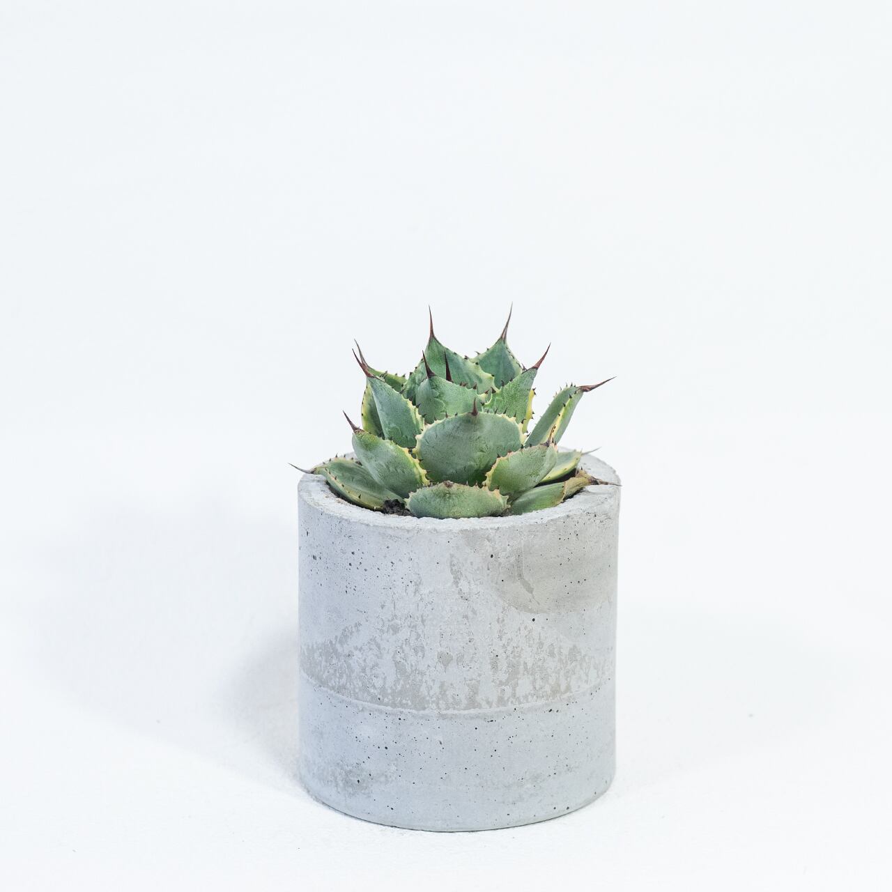 アガベ・風雷神錦　白斑が映える丸いロゼット型　風合いあるモルタル鉢でスタイリッシュに