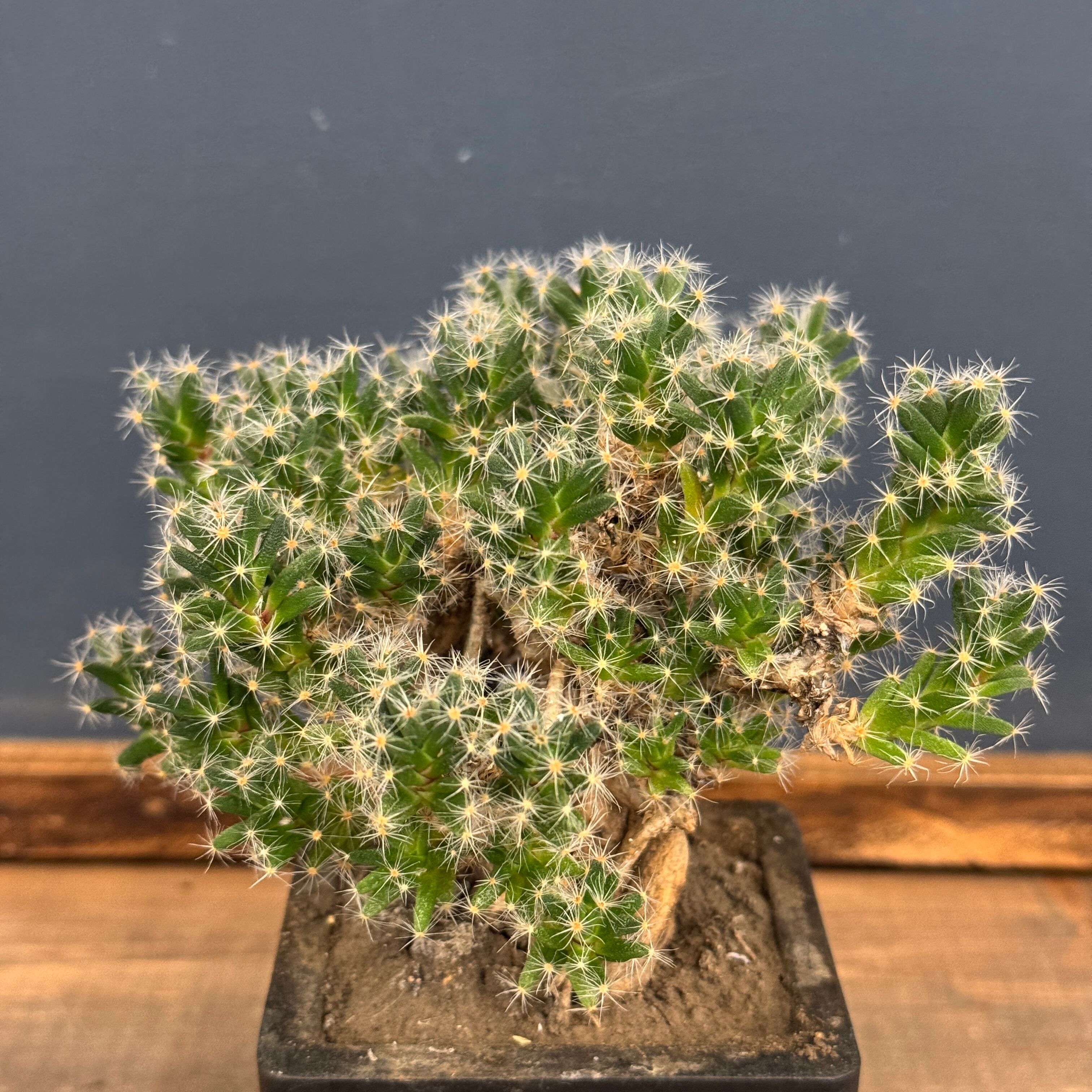 a0870_Dyckia jonesiana：ディッキア・ジョネシアナ（ヨネシアナ