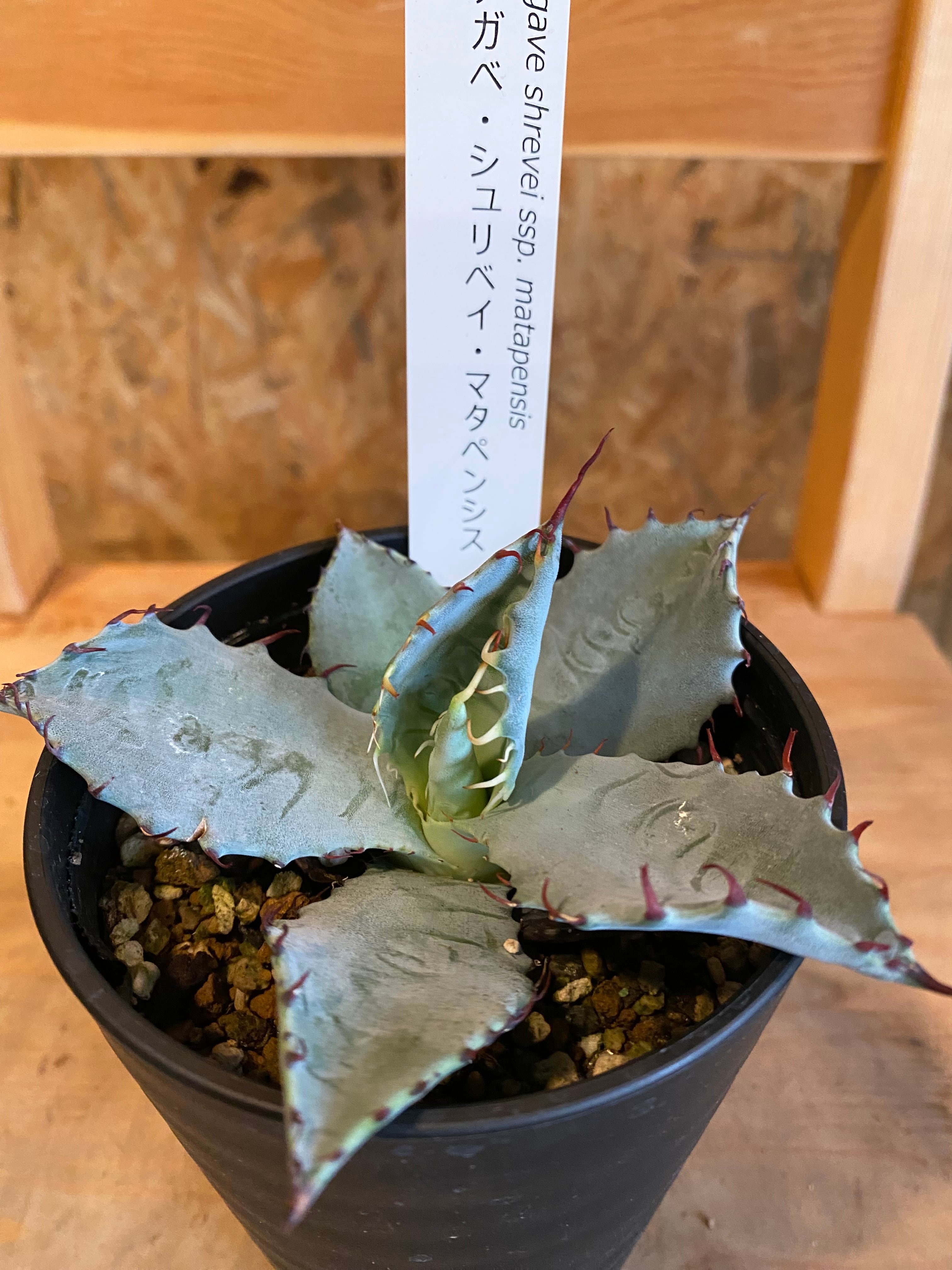 アガベ シュリベイ・マタペンシス H 20cm H11cm 耐寒性強 アガベ シュリベイ・マタペンシス H 20cm H11cm 耐寒性強
