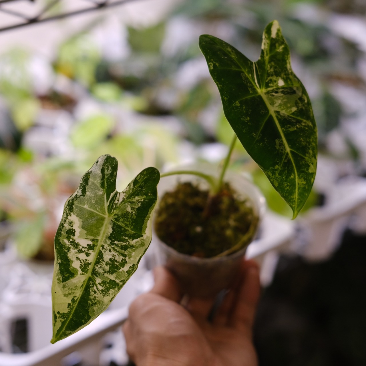 アロカシア グリーンベルベット / Alocasia Green Velvet⑪ / 観葉植物