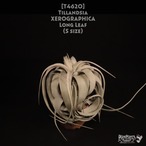 【送料無料】xerographica S Long Leaf〔エアプランツ〕現品発送T4620