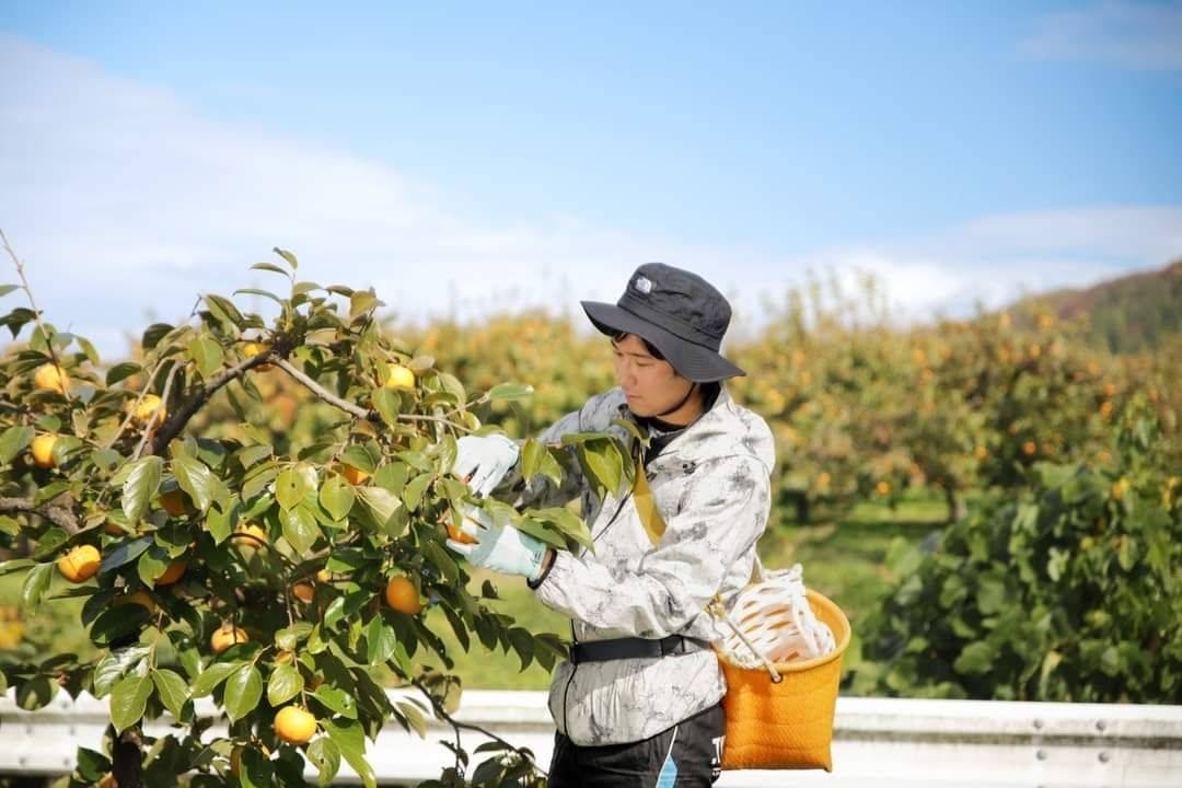 2箱セット】あんぽ柿：3個入 10袋（簡易箱） | オーチャード斉藤