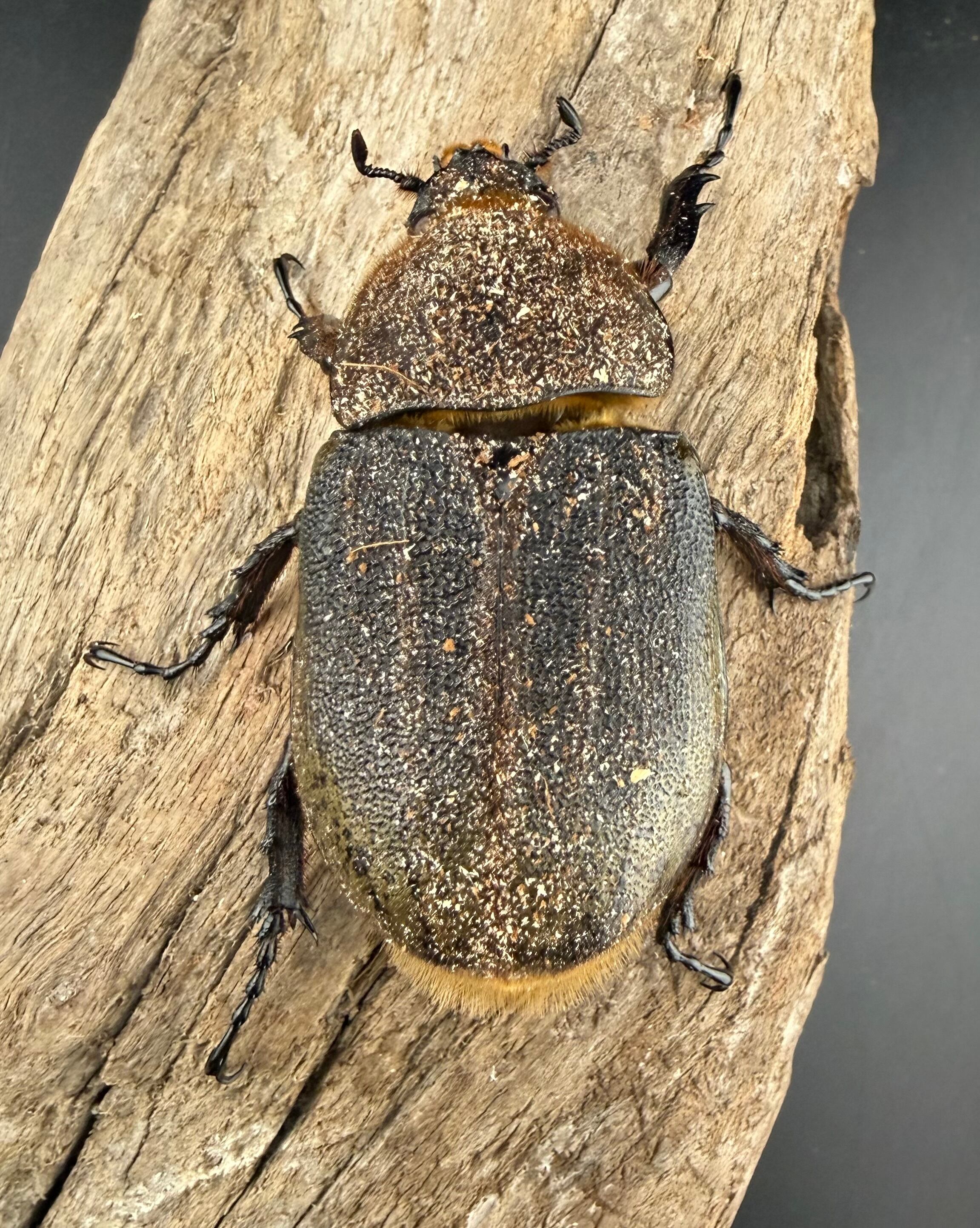 ヘラクレス・ヘラクレス 137mm ペア》 | KPW公式オンラインショップ