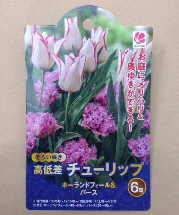 球根 30日間連続開花 チューリップ 【ず～っと咲くミックス】ya