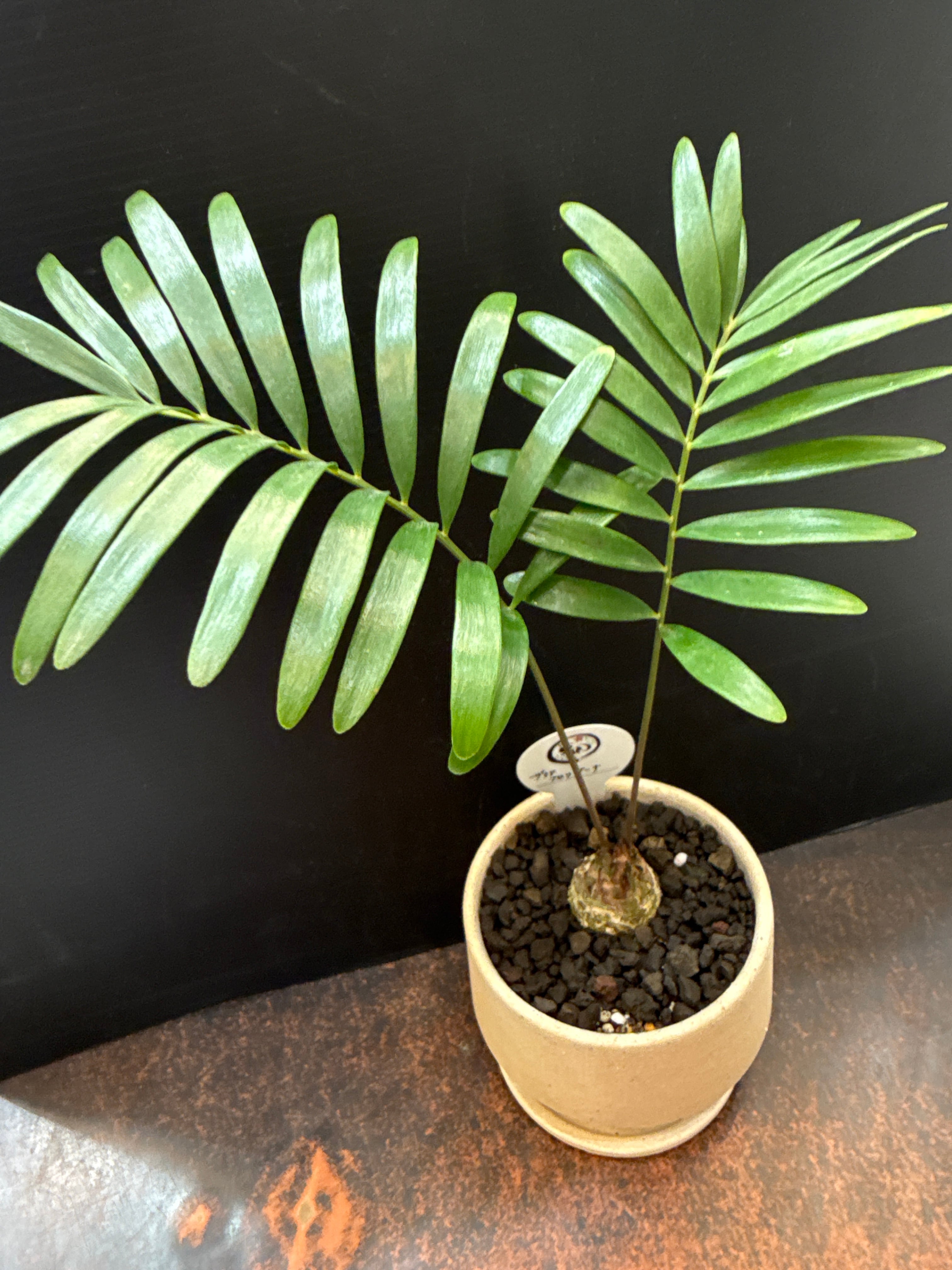 鉢植えセット］ ザミア フロリダーナ | Gardenえん 【観葉熱帯植物】