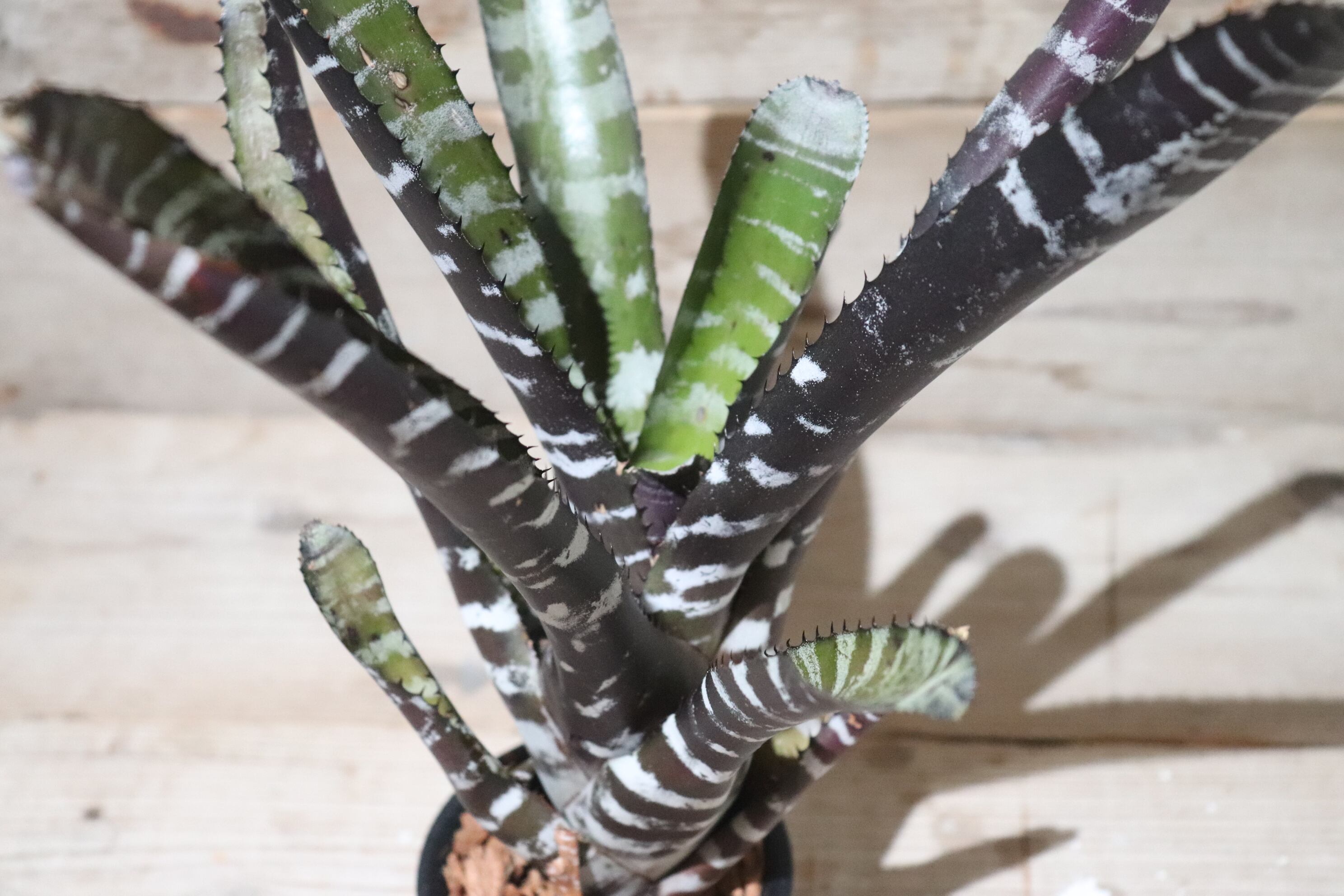 送料無料】Aechmea chantinii 'Black Ebony'〔エクメア〕現品発送A0024