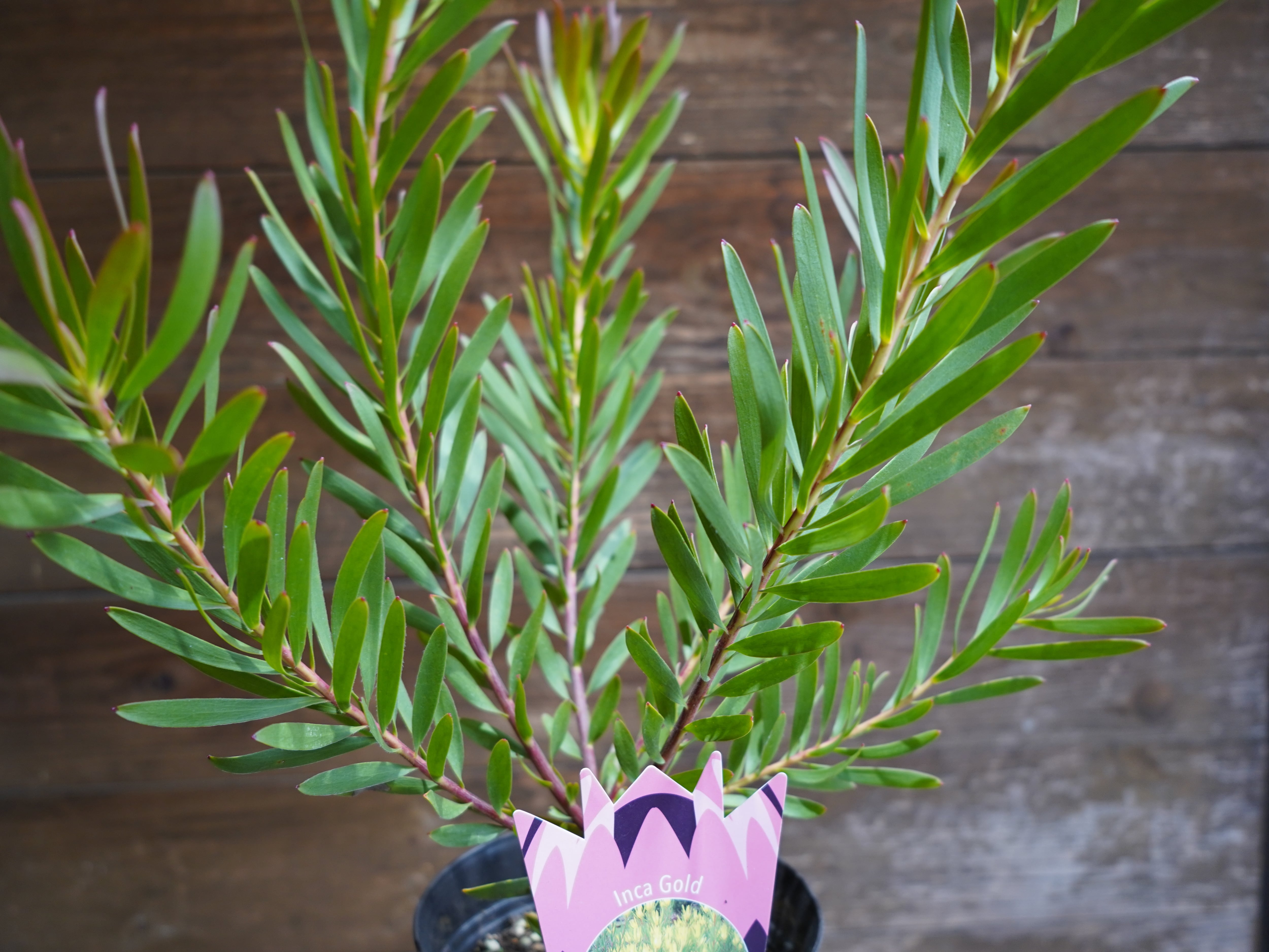 【現物】リューカデンドロン ”Inca Gold”